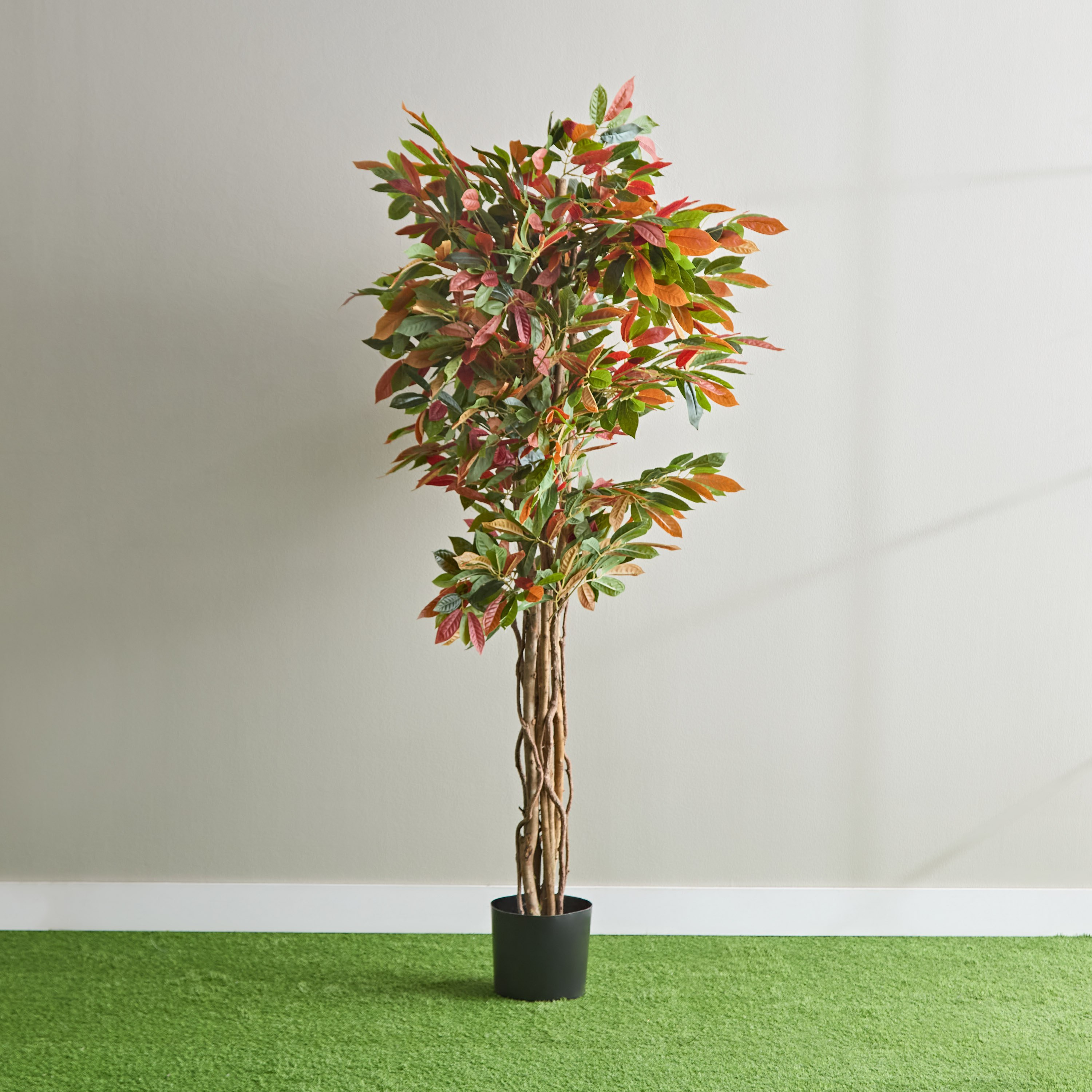 Teodora Capensia Tree - 180 cm-hbxdecorandfurnishings-homeaccessories-artificialflowersandplants-image-1