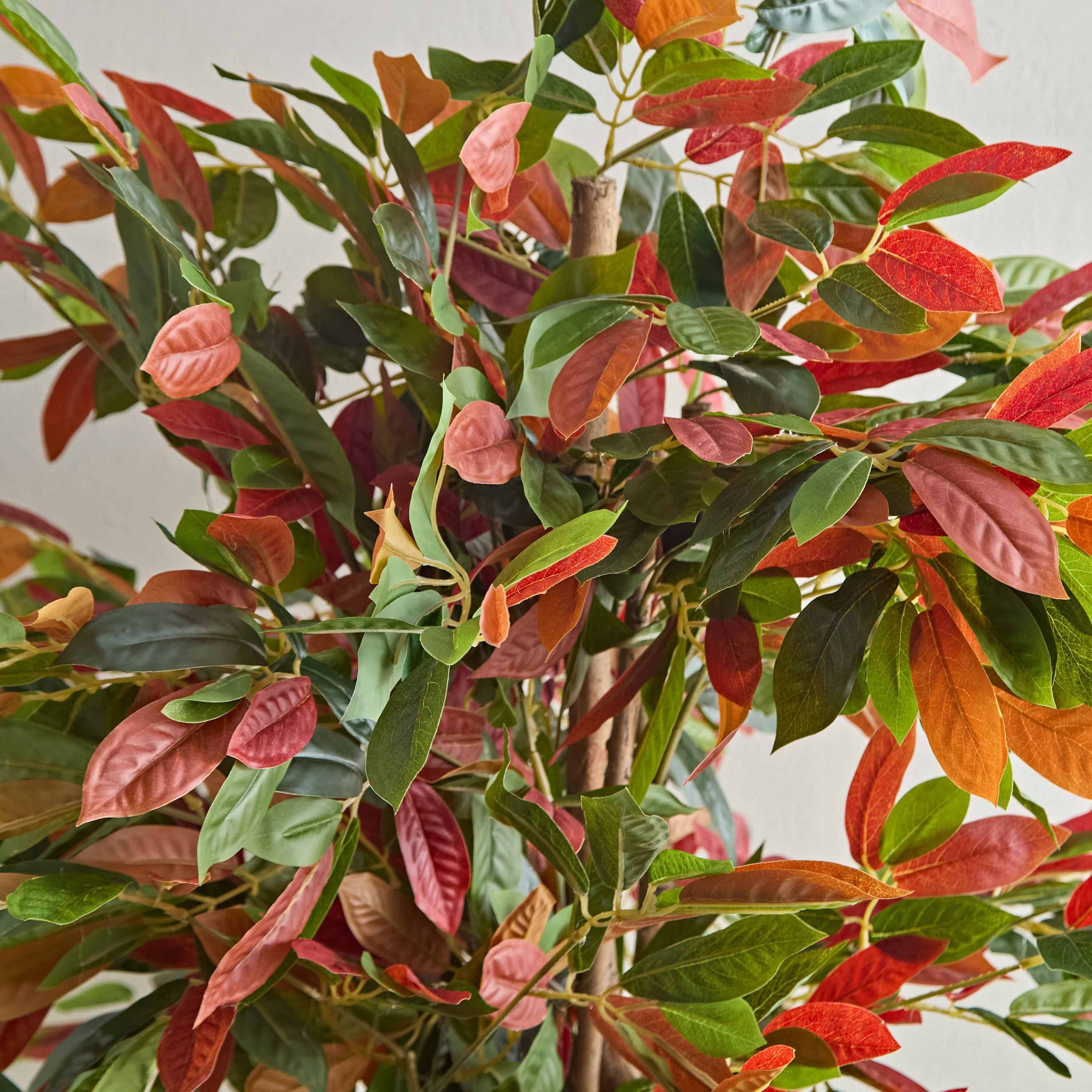 Teodora Capensia Tree - 180 cm-hbxdecorandfurnishings-homeaccessories-artificialflowersandplants-image-2