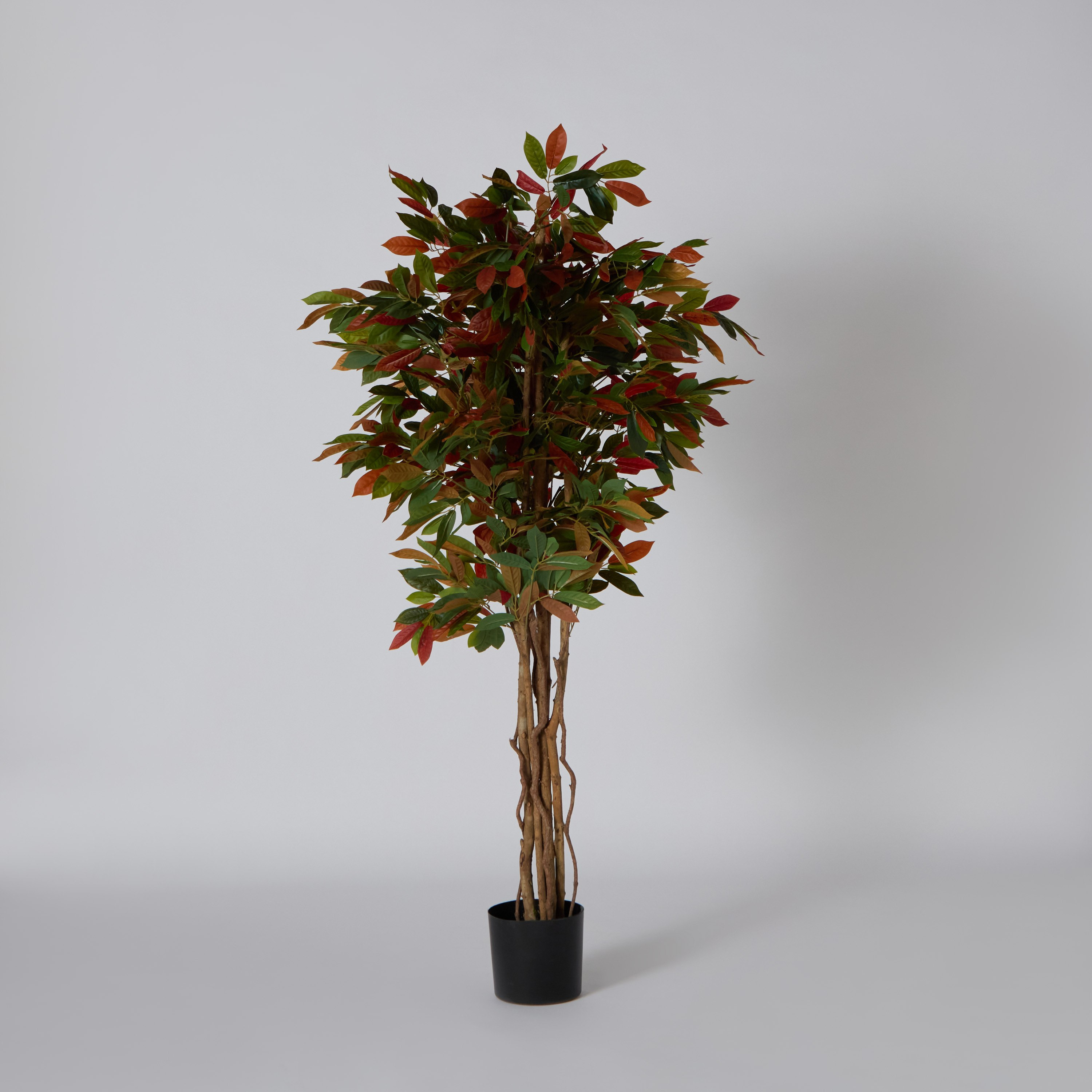 Teodora Capensia Tree - 180 cm-hbxdecorandfurnishings-homeaccessories-artificialflowersandplants-image-5