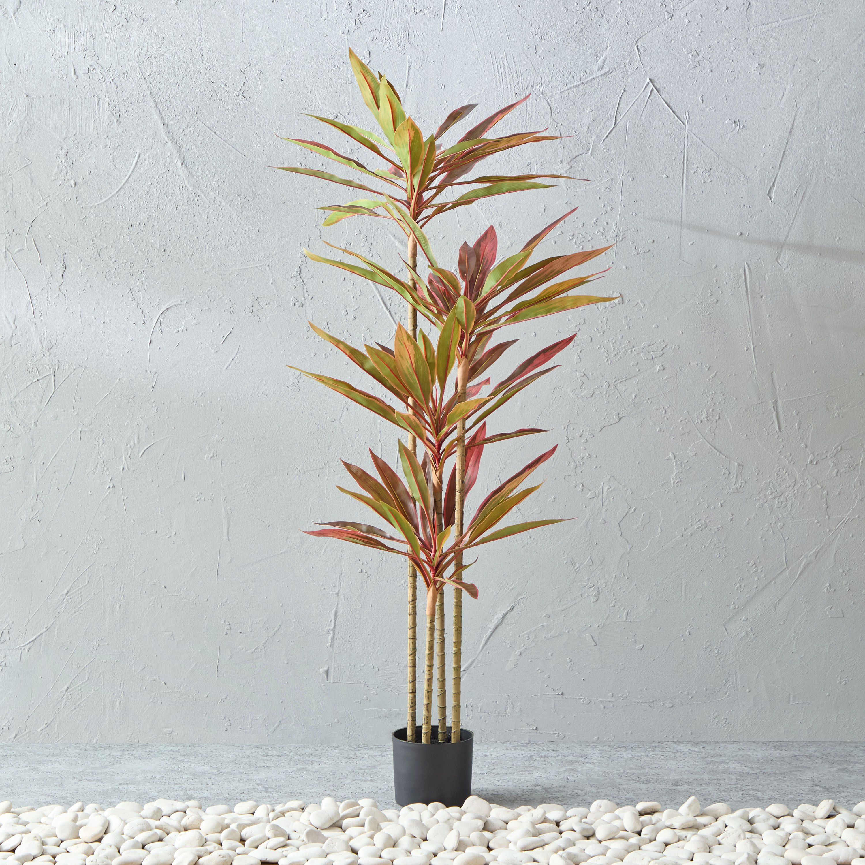 Alicia Dracaena Tree with Pot - 60x63x163 cm-PROMO_HB_AE_B1G1_250925-image-1