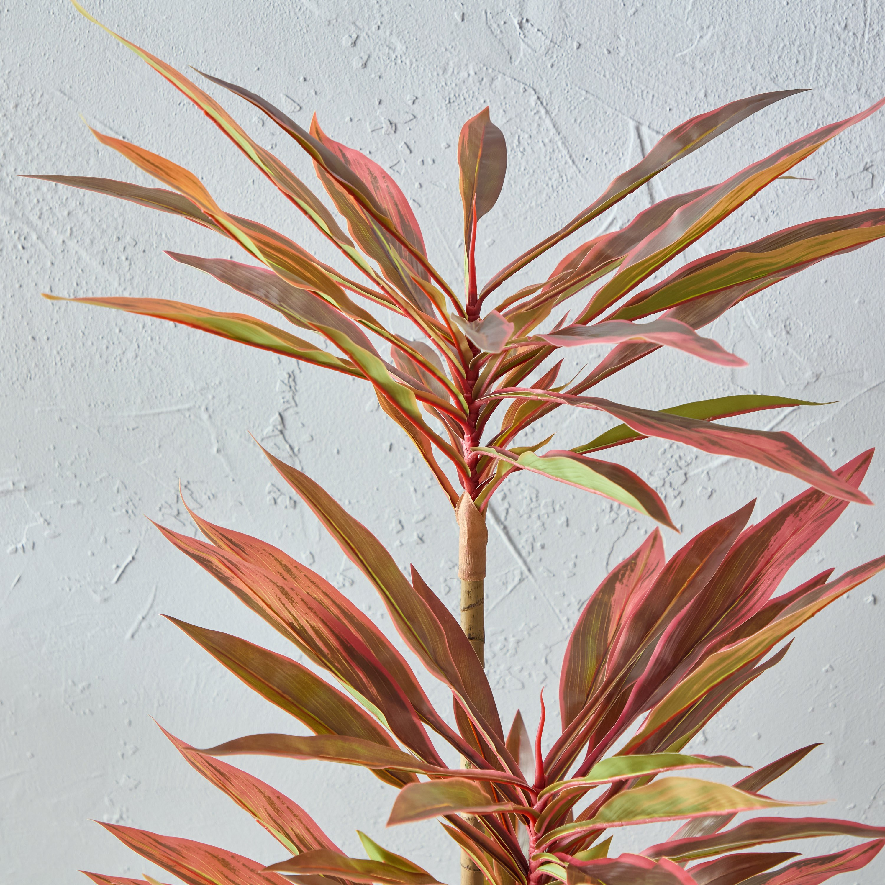 Alicia Dracaena Tree with Pot - 60x63x163 cm-PROMO_HB_AE_B1G1_250925-image-2