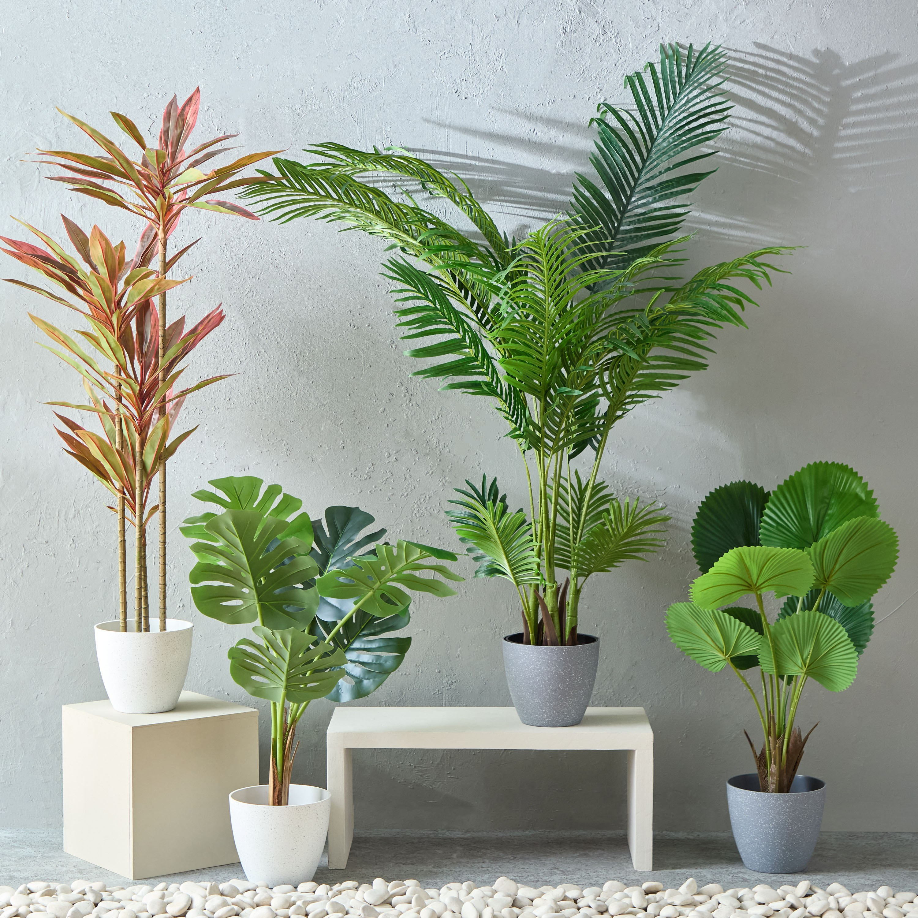 Alicia Dracaena Tree with Pot - 60x63x163 cm-PROMO_HB_AE_B1G1_250925-image-4