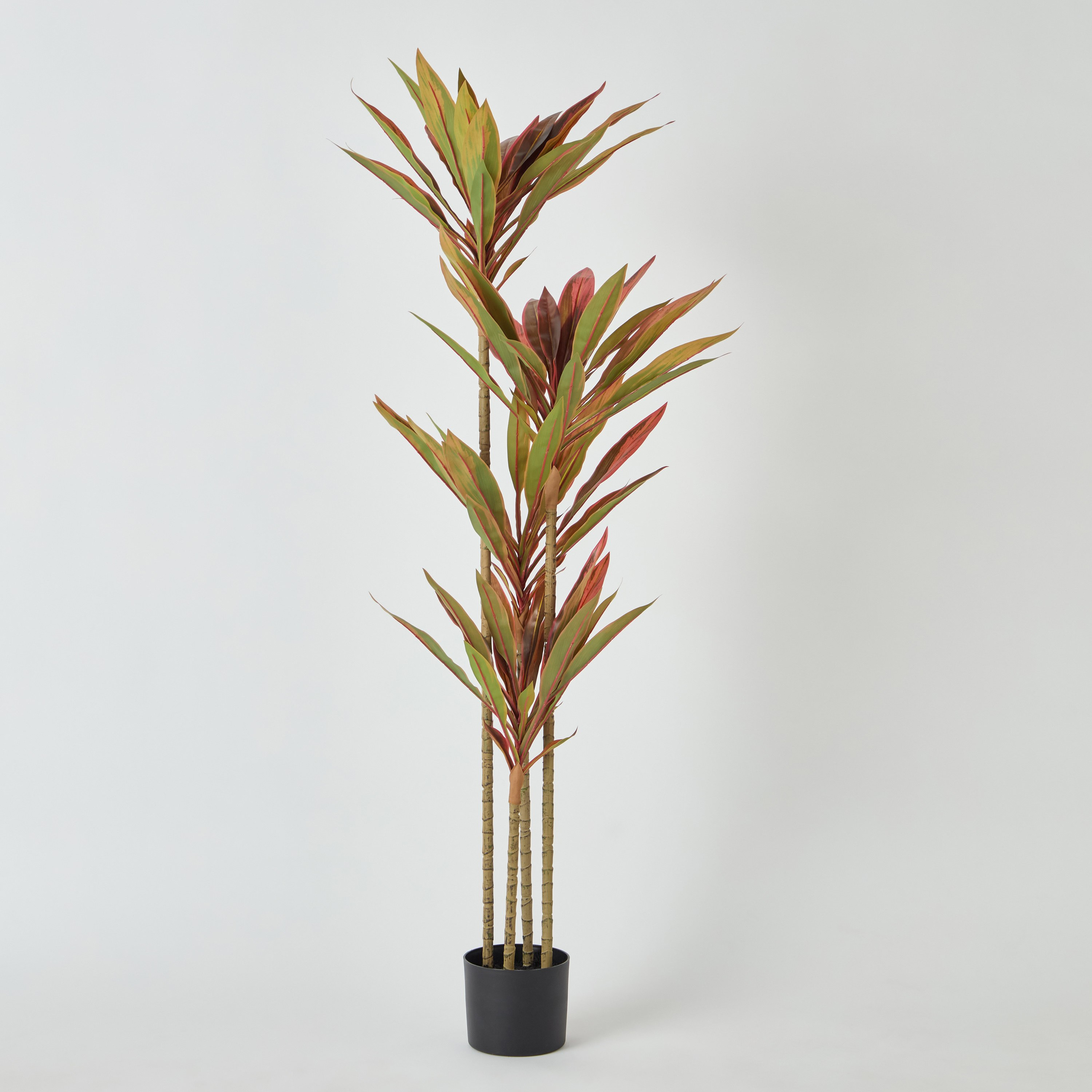 Alicia Dracaena Tree with Pot - 60x63x163 cm-PROMO_HB_AE_B1G1_250925-image-5