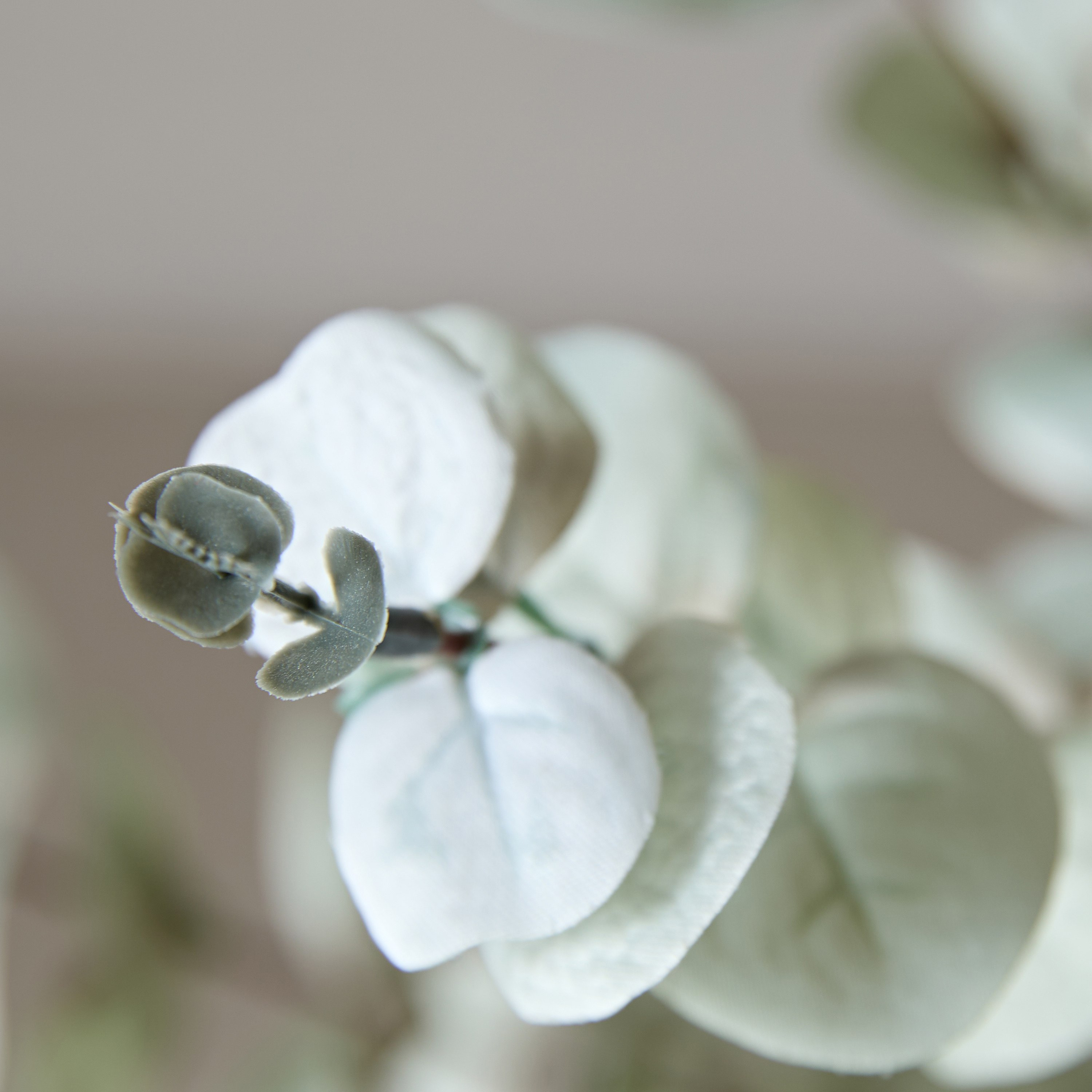 زهرة أوكالبتوس من فلوريت - 90 سم-hbxdecorandfurnishings-homeaccessories-artificialflowersandplants-image-3