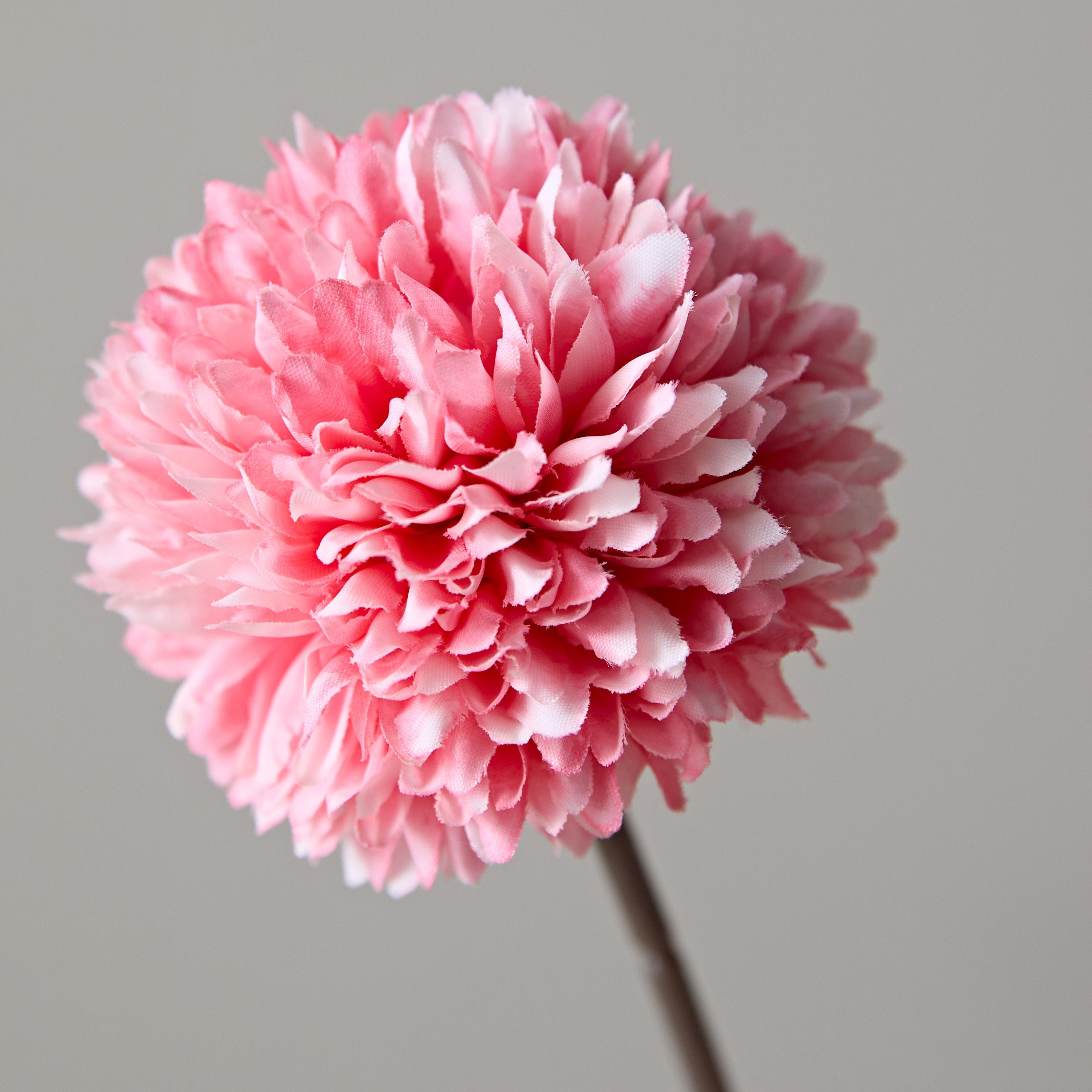 زهرة بول مام بدون ورق من فلوريت - 33 سم-hbxdecorandfurnishings-homeaccessories-artificialflowersandplants-image-3