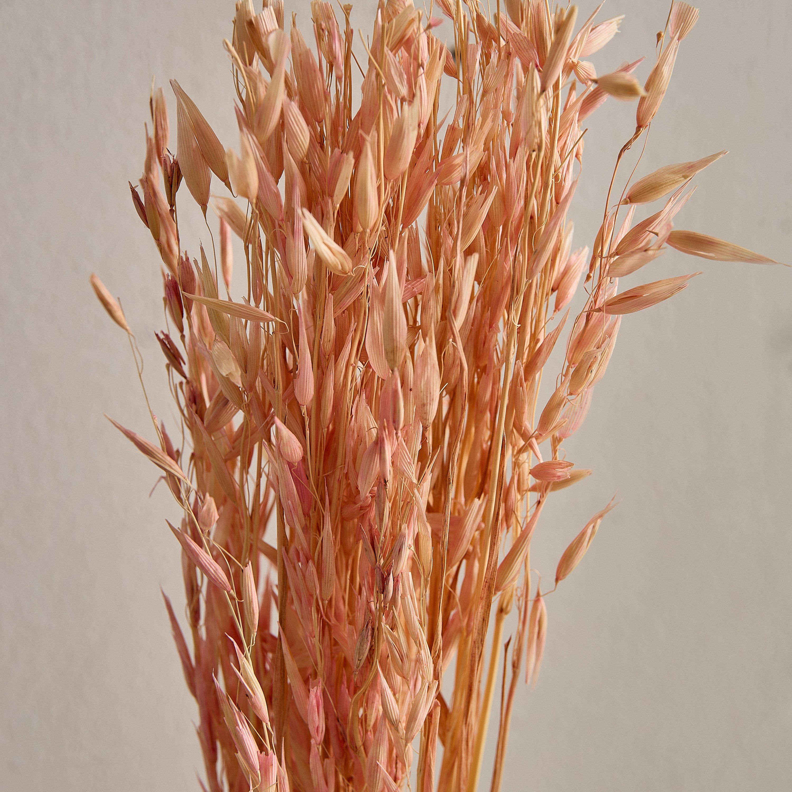 عشب الهاوانا ميسك ستوك من سينا-hbxdecorandfurnishings-homeaccessories-artificialflowersandplants-image-3