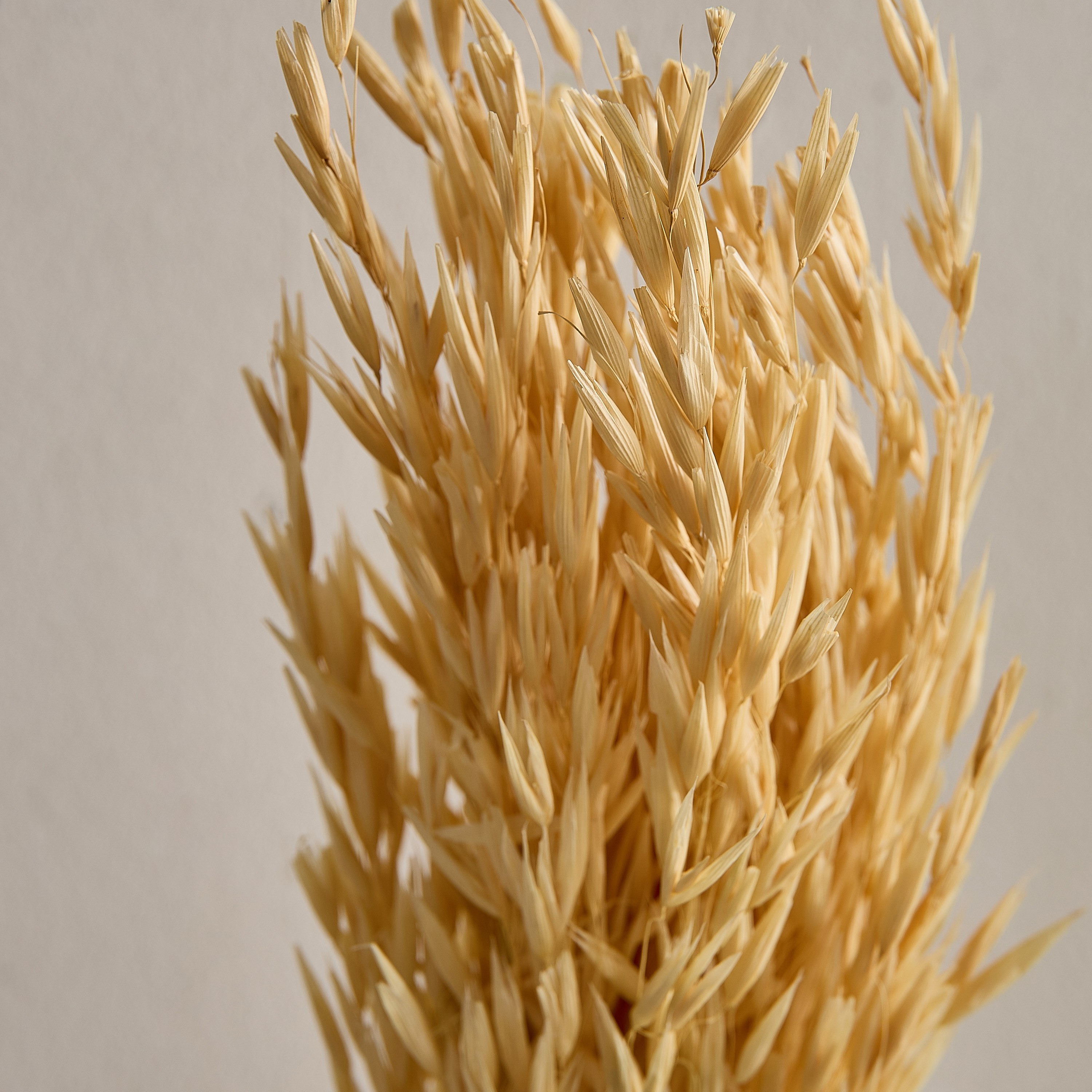 عشب الهاوانا ميسك ستوك من سينا-hbxdecorandfurnishings-homeaccessories-artificialflowersandplants-image-3
