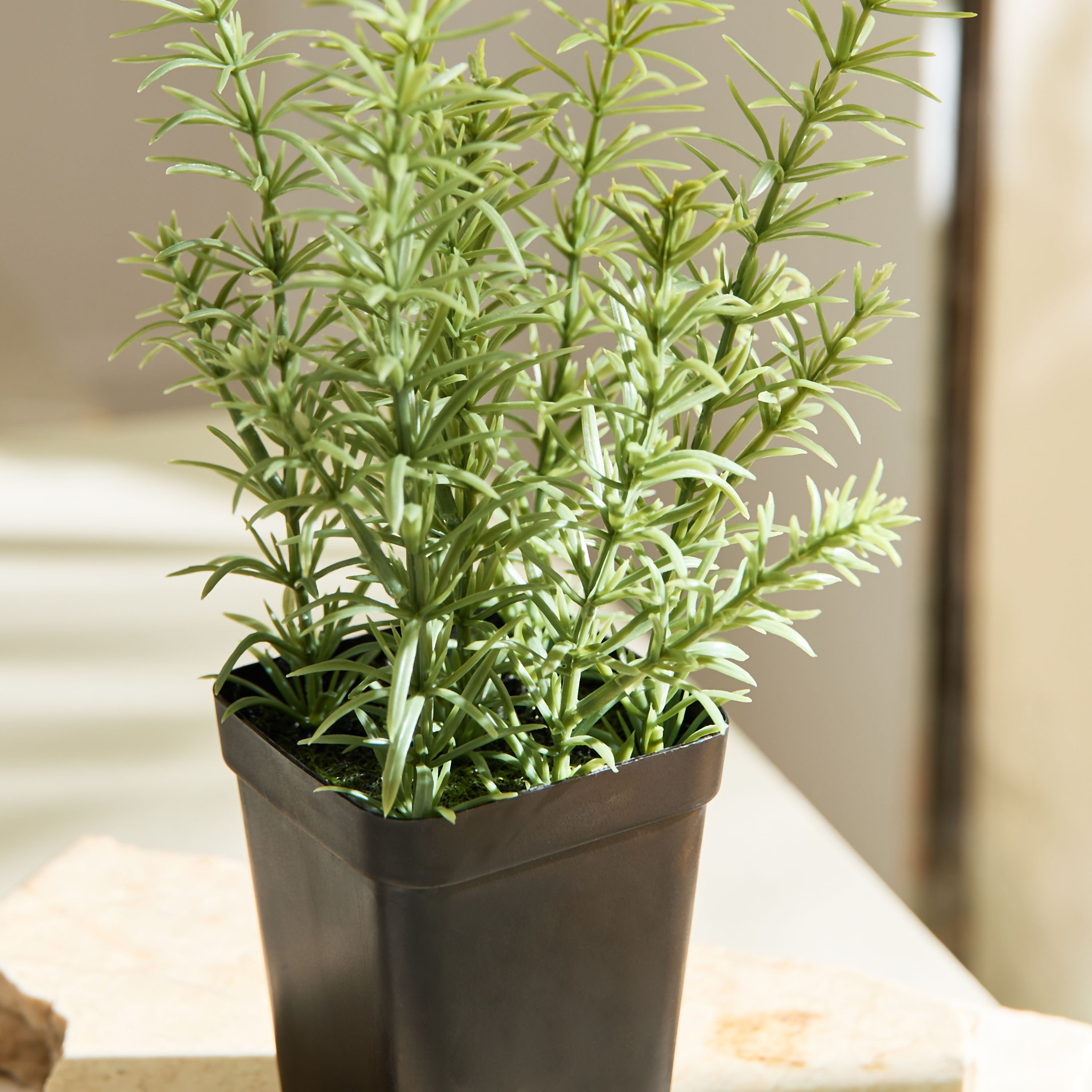 نبات إكليل الجبل في إناء زرع من ليارا - 80 سم-hbxhomeware-hbxdecorandfurnishings-image-2