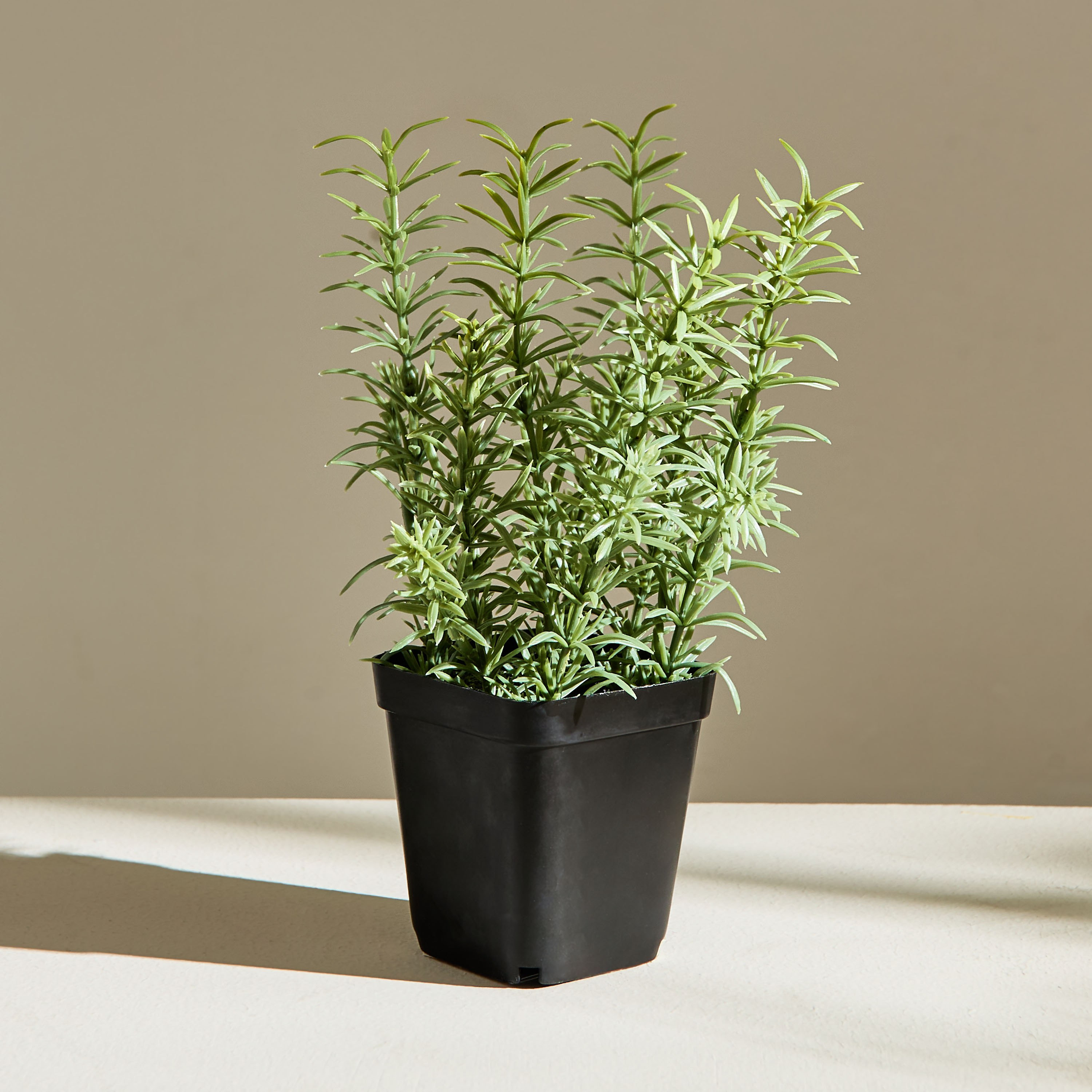 نبات إكليل الجبل في إناء زرع من ليارا - 80 سم-hbxhomeware-hbxdecorandfurnishings-image-4