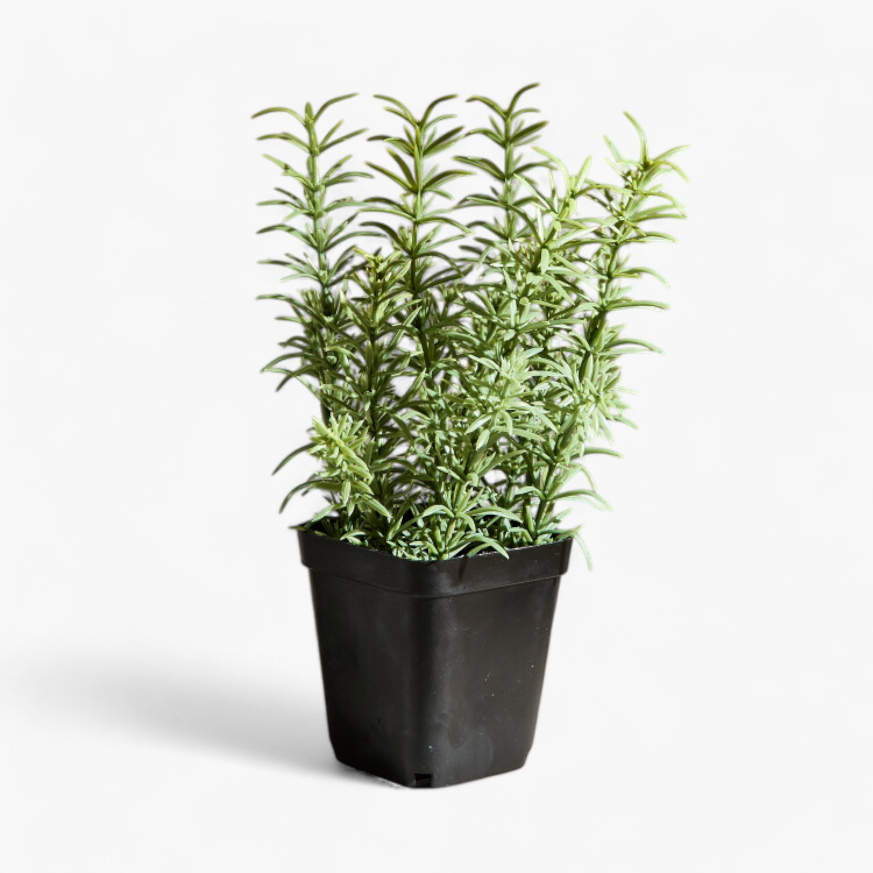نبات إكليل الجبل في إناء زرع من ليارا - 80 سم-hbxhomeware-hbxdecorandfurnishings-image-6