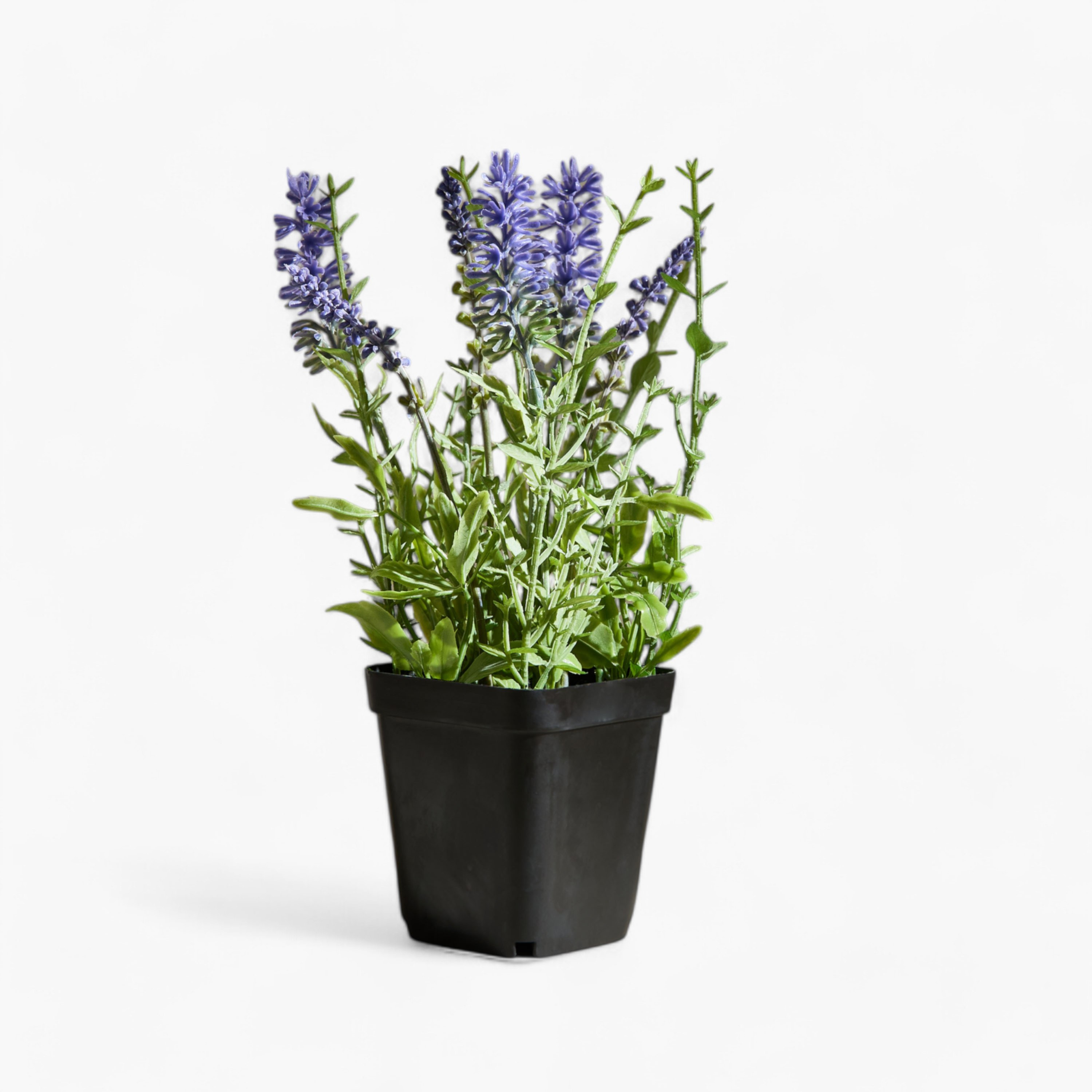 Liara Lavender Potted Plant in a Pot - 21 cm-hbxhomeware-hbxdecorandfurnishings-image-6