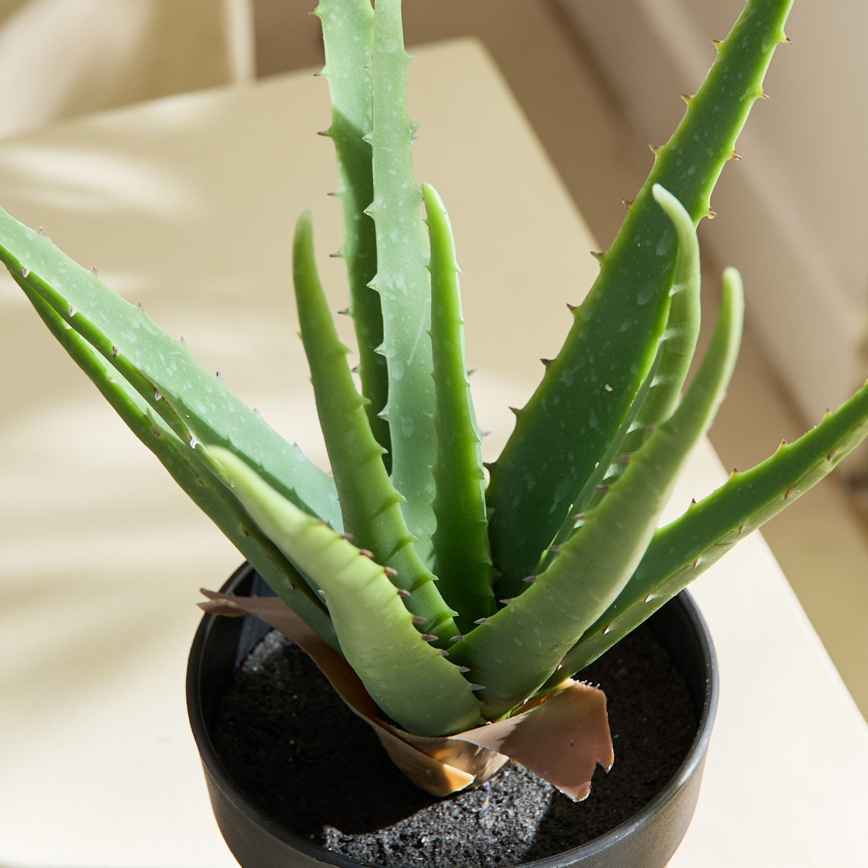 Liara Aloe Vera Potted Plant in Pot - 35 cm-hbxhomeware-hbxdecorandfurnishings-image-2