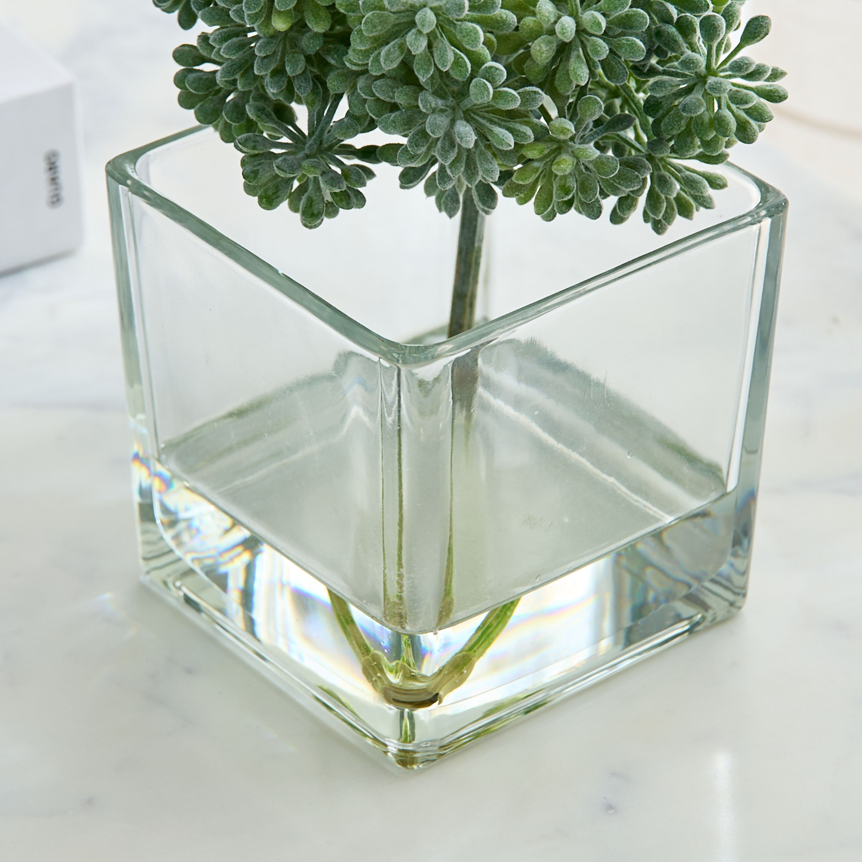 نبات سيدوم في وعاء زجاج من ليارا - 16x16x17 سم-hbxhomeware-hbxdecorandfurnishings-image-3