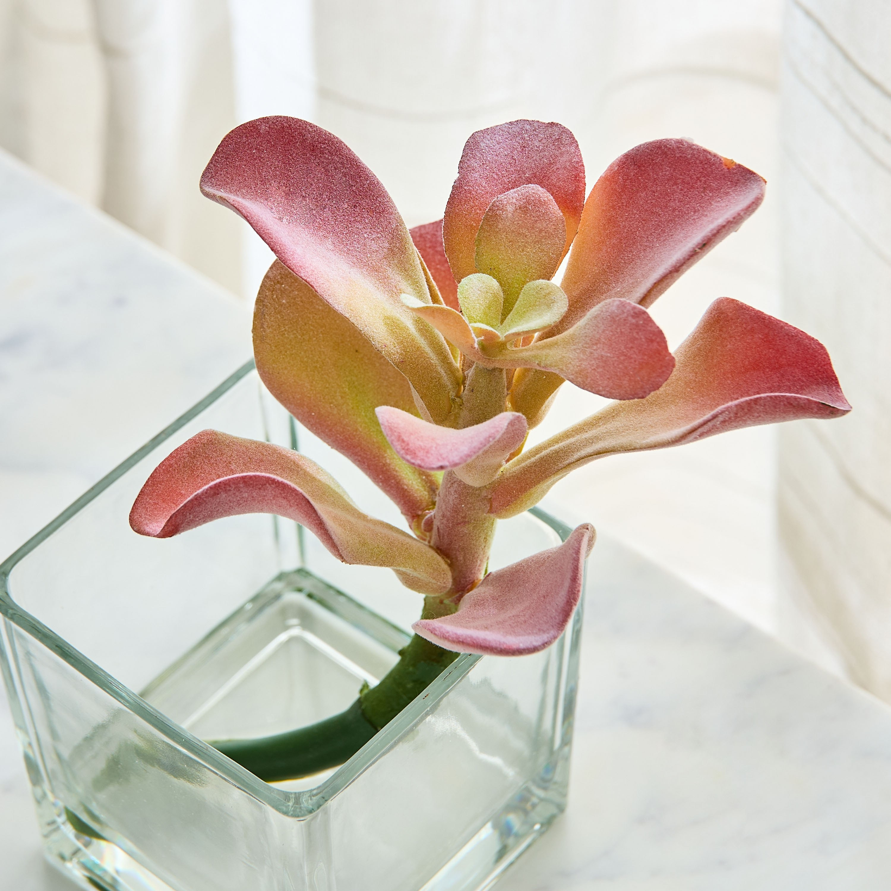 نبتة عصارية في وعاء زجاج من ليارا - 15x15x18 سم-hbxhomeware-hbxdecorandfurnishings-image-2