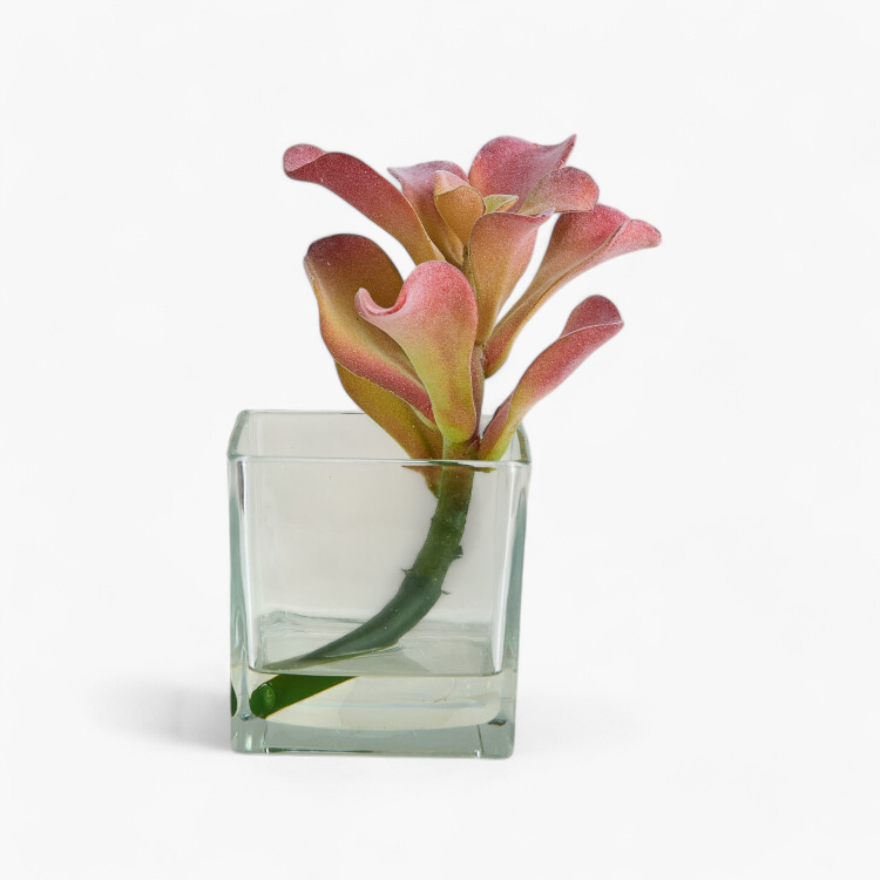 نبتة عصارية في وعاء زجاج من ليارا - 15x15x18 سم-hbxhomeware-hbxdecorandfurnishings-image-5