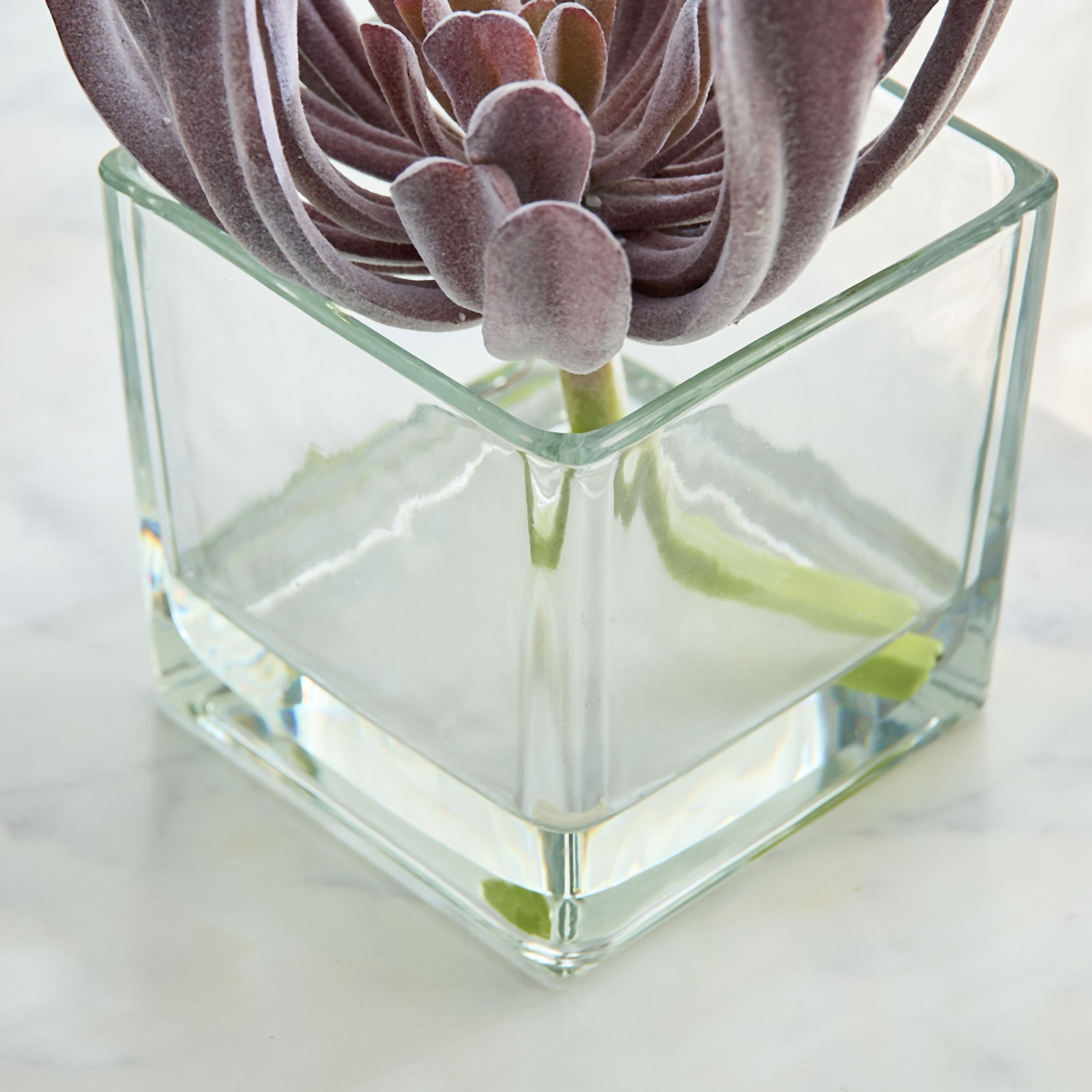 نبتة عصارية في وعاء زجاج من ليارا - 17x17x18  سم-hbxhomeware-hbxdecorandfurnishings-image-3
