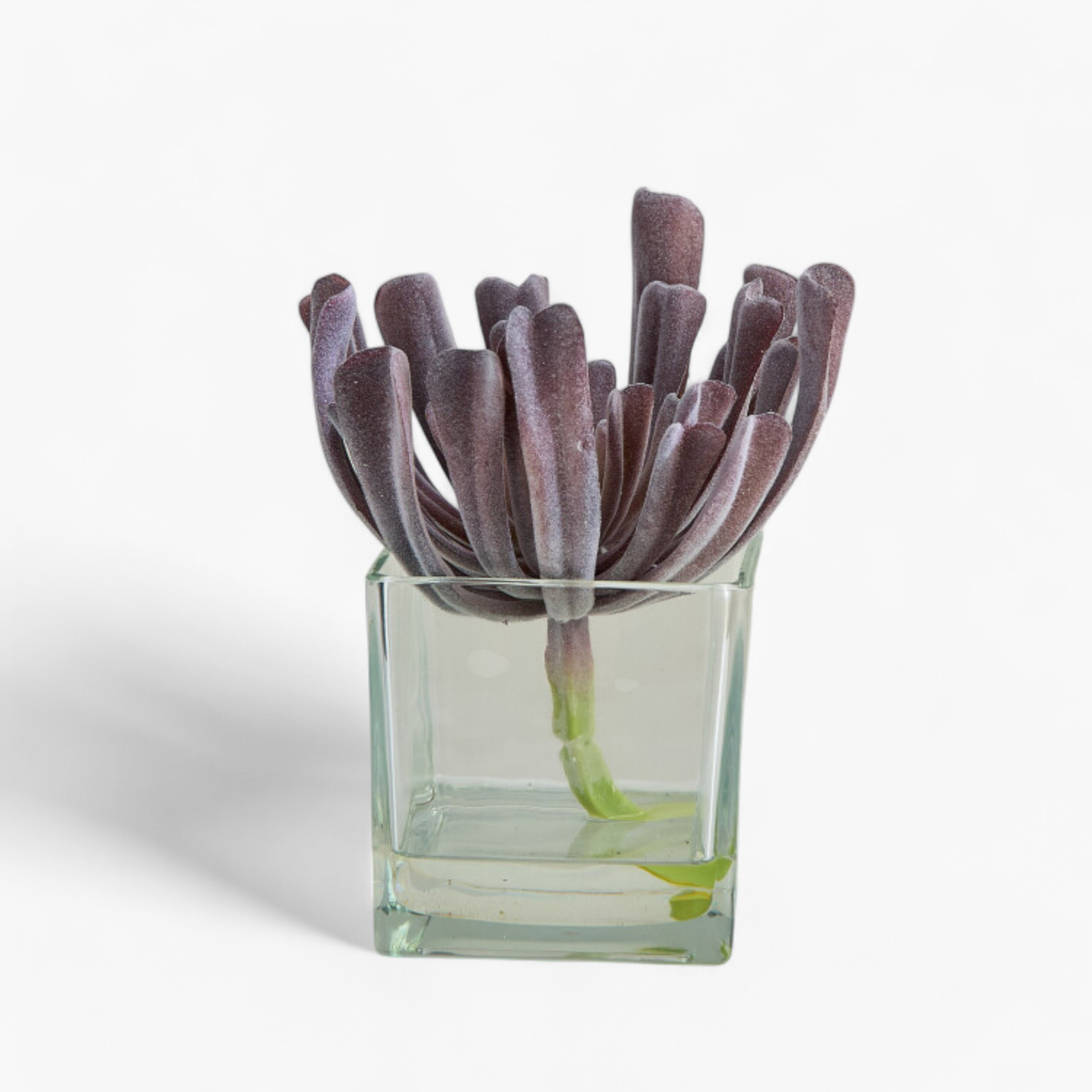 نبتة عصارية في وعاء زجاج من ليارا - 17x17x18  سم-hbxhomeware-hbxdecorandfurnishings-image-5