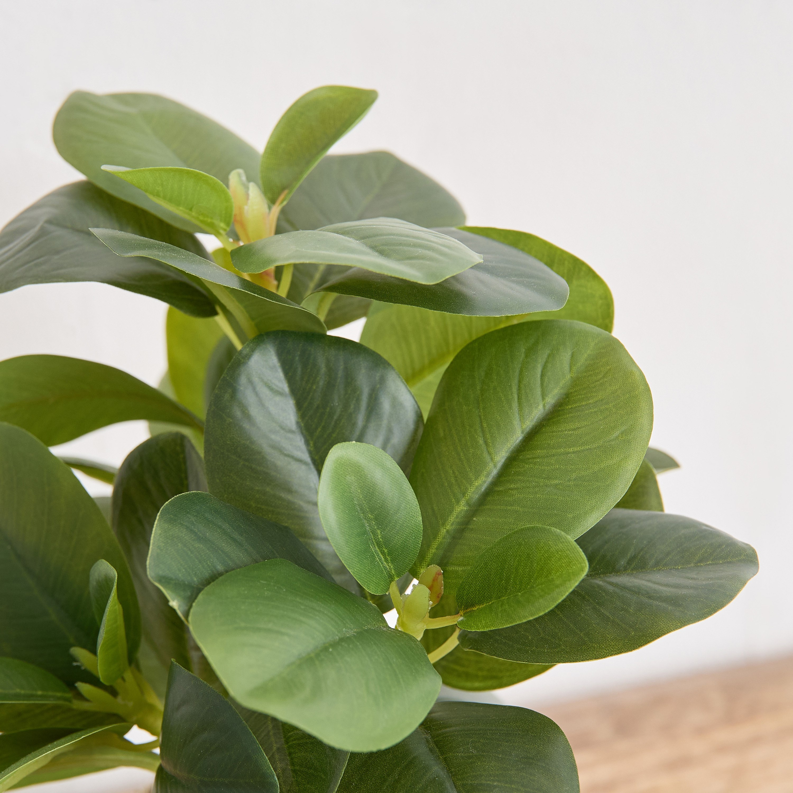 Ceilo Peperomia Lead Plant with Rattan Pot - 15x15x23 cm-PROMO_HB_AE_B1G1_250925-image-2