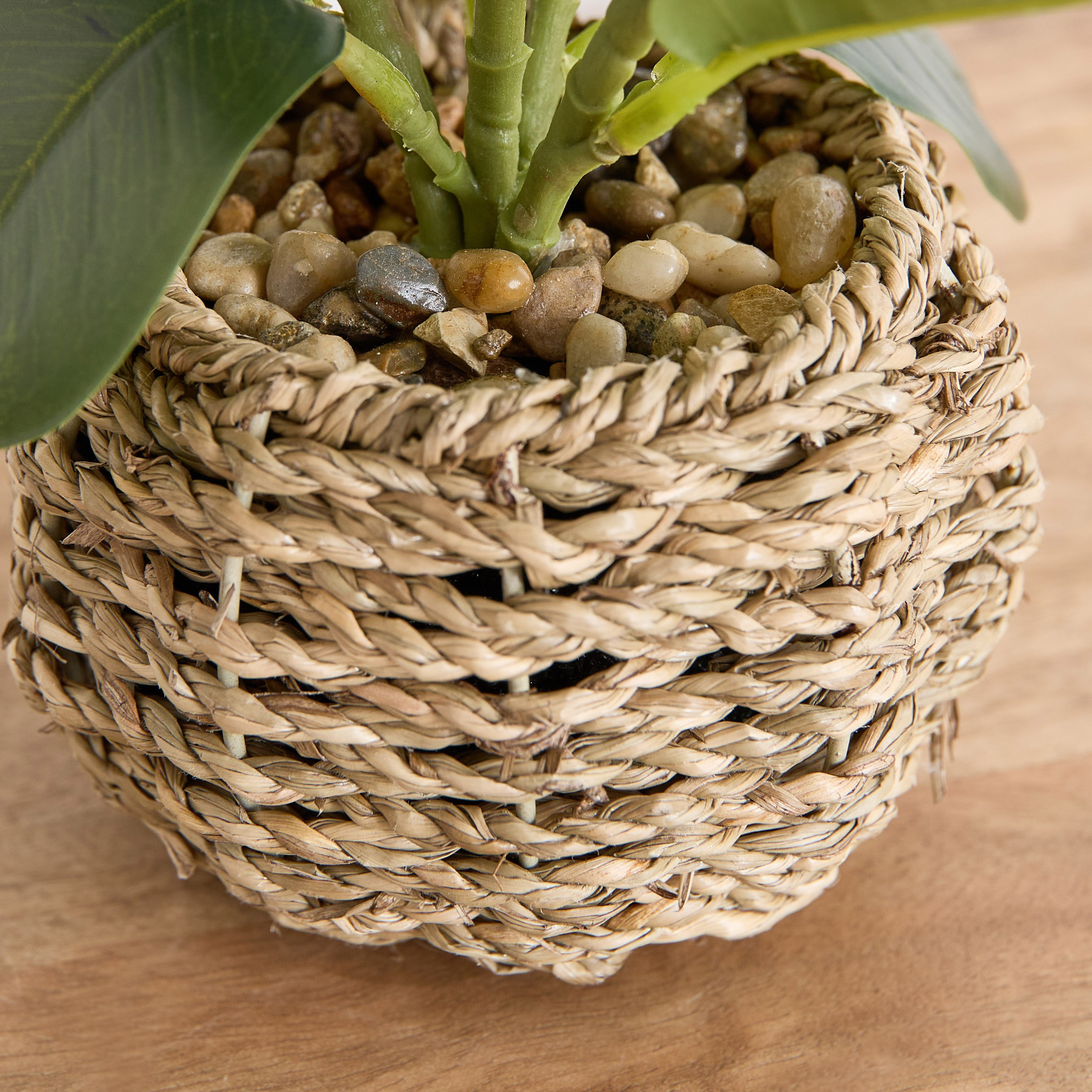 Ceilo Peperomia Lead Plant with Rattan Pot - 15x15x23 cm-PROMO_HB_AE_B1G1_250925-image-3
