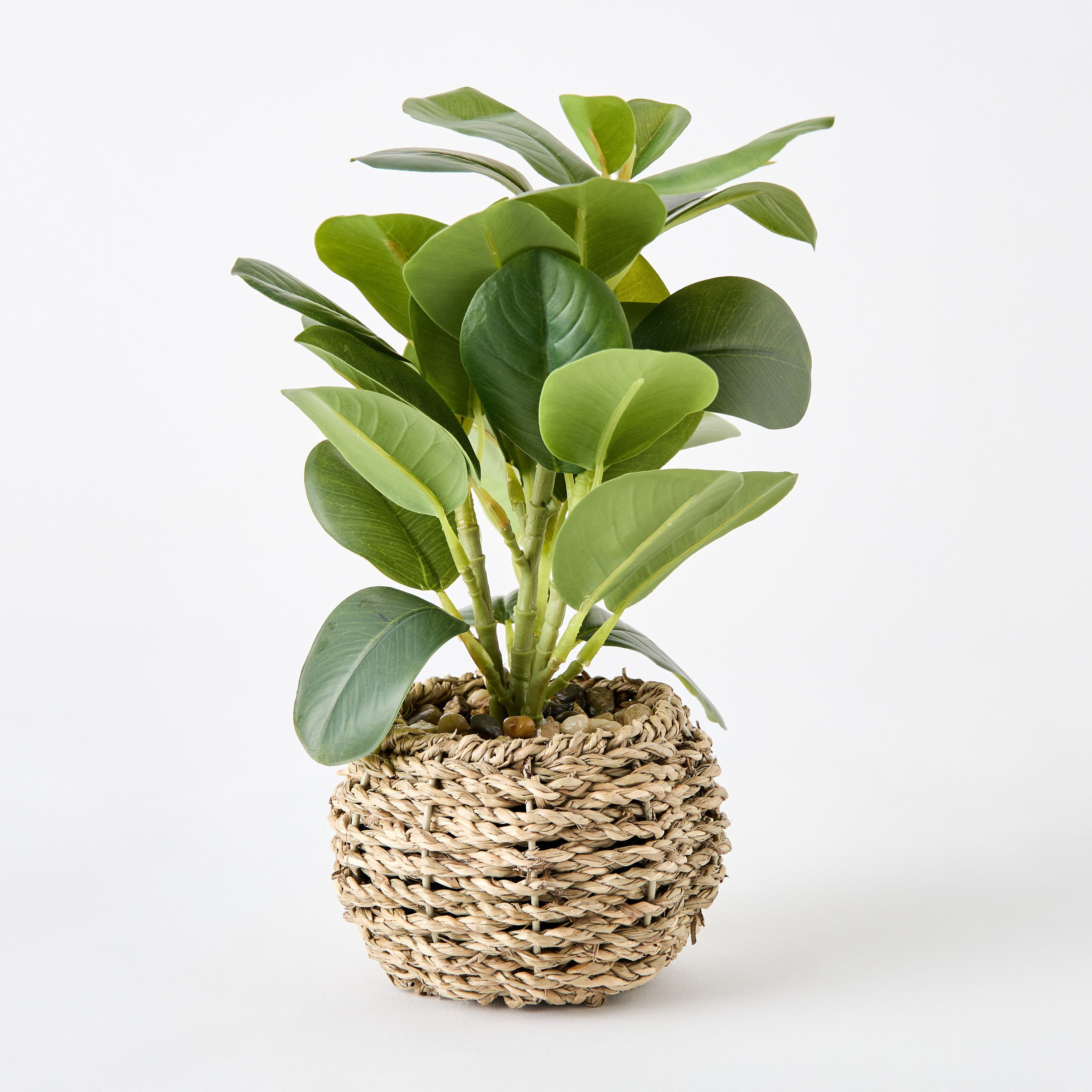 Ceilo Peperomia Lead Plant with Rattan Pot - 15x15x23 cm-PROMO_HB_AE_B1G1_250925-image-5