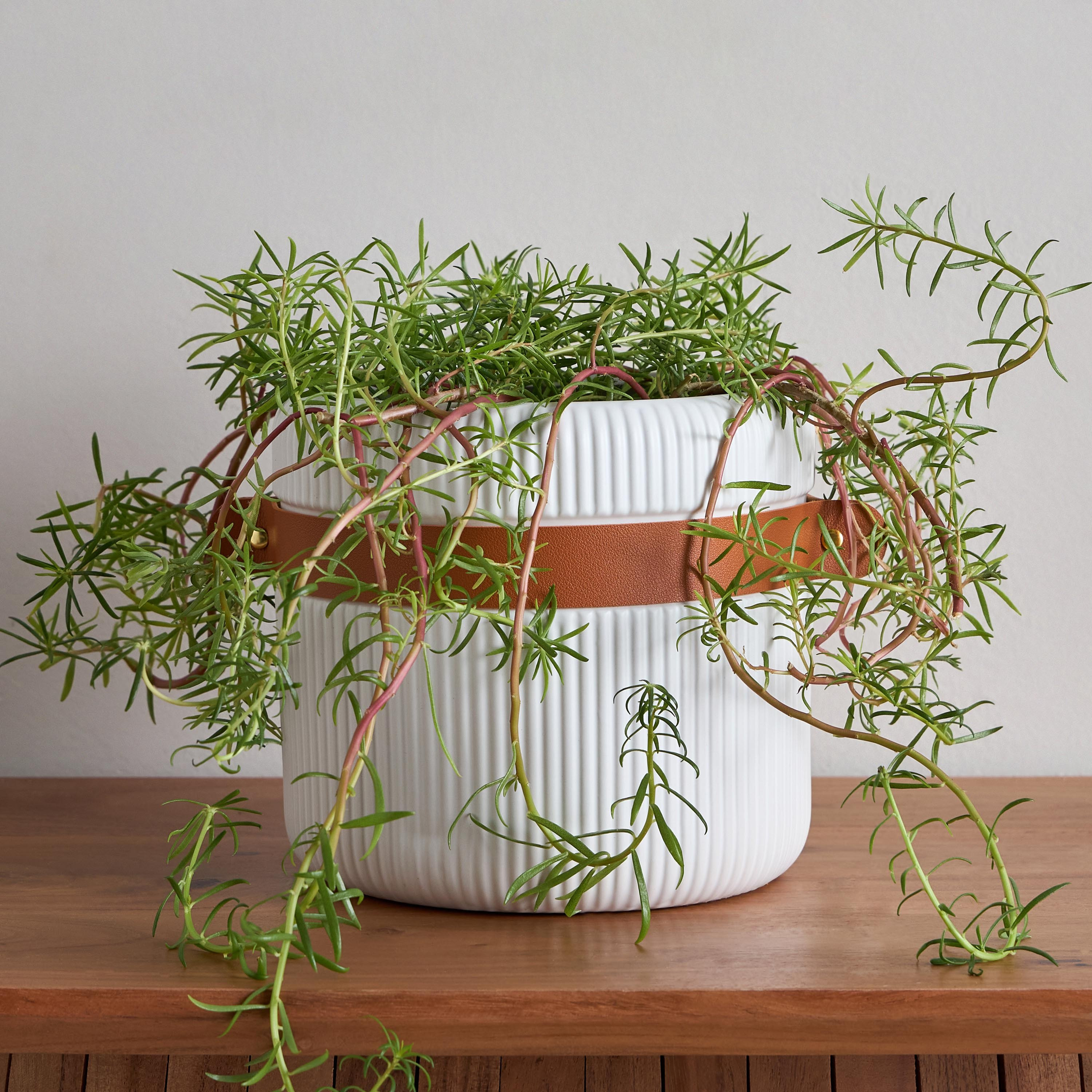Tilden Ribbed Ceramic Planter with PU Band - 20x20x18.3 cm-hbxhomeware-hbxdecorandfurnishings-image-1