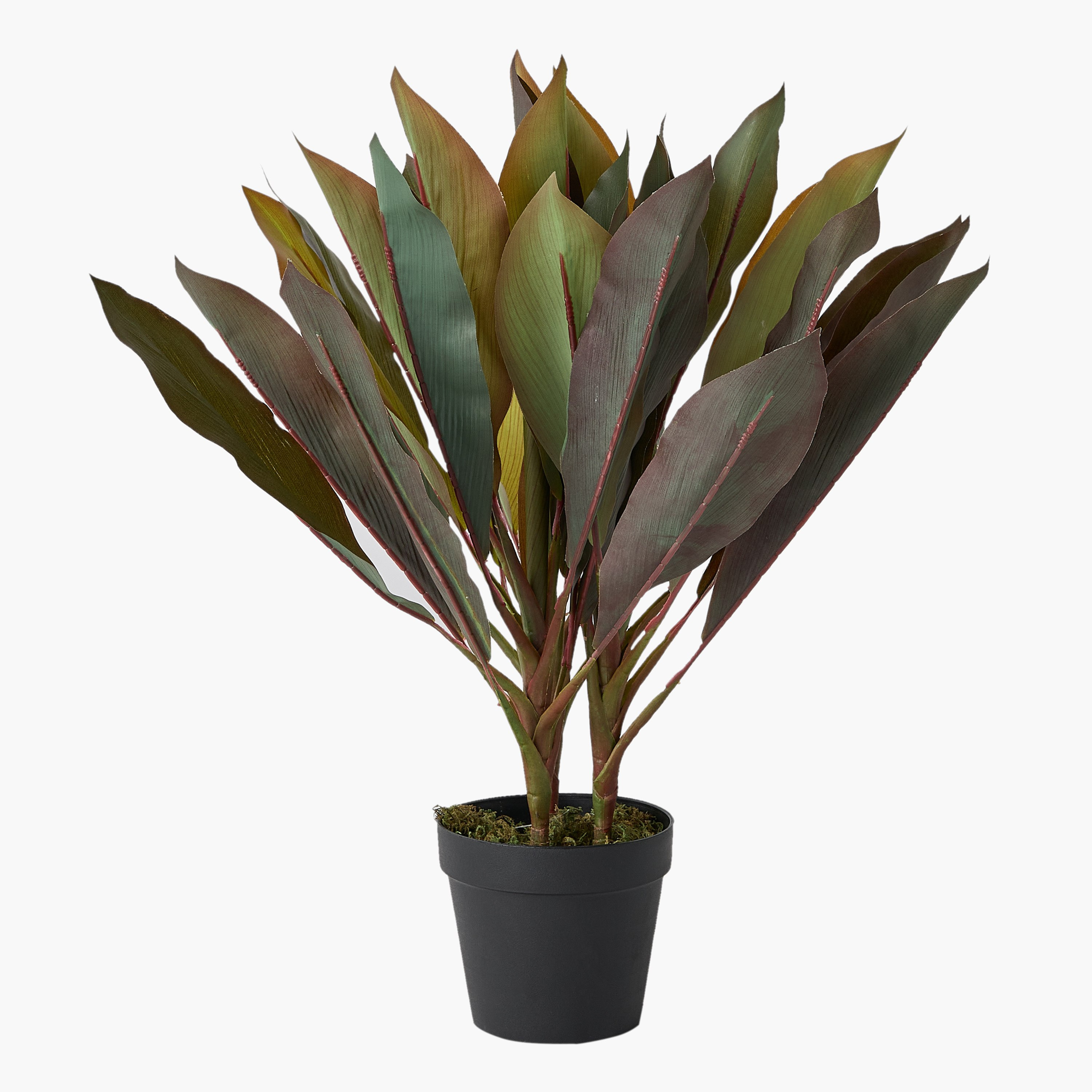 Triton Realtouch Artificial Cordyline Fruticosa Plant with Pot - 45x45x58 cm-PROMO_HB_AE_B1G1_250925-image-5