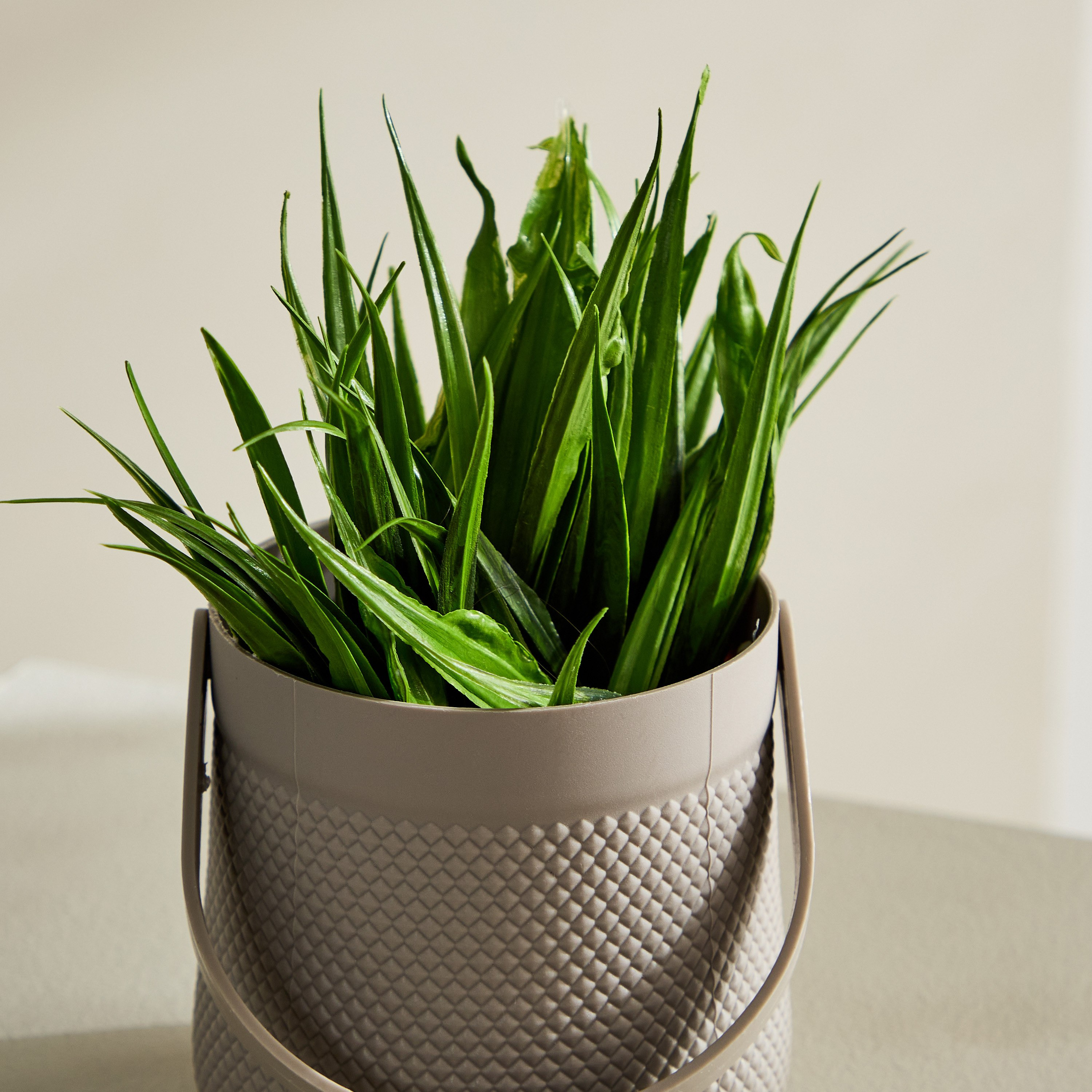 Taria Potted Plant with Handle - 11x11x18 cm-hbxhomeware-hbxdecorandfurnishings-image-3
