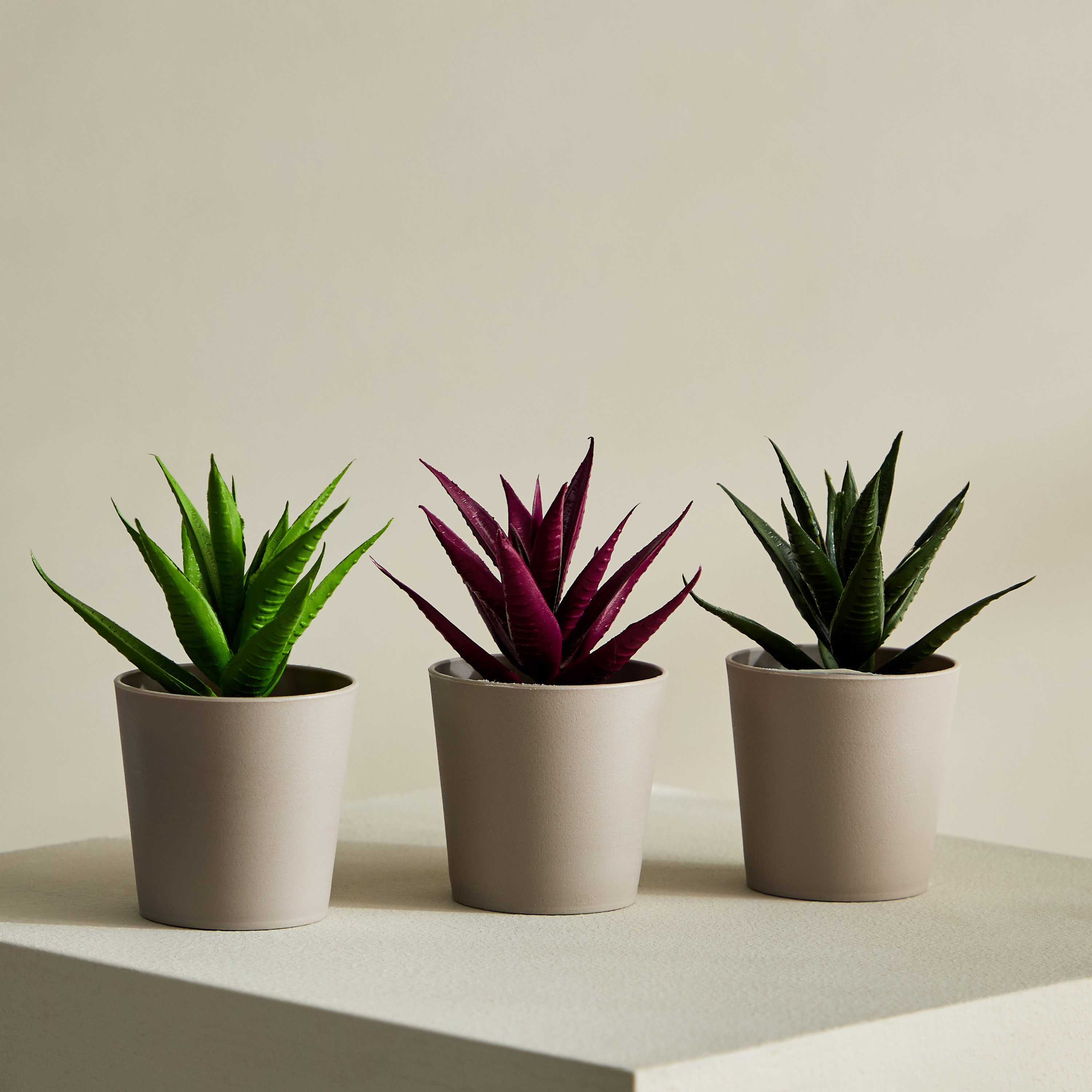 مجموعة هدايا نبات صبار 3 قطع من تاريا - 19x7x13.5 سم-PROMO_HB_AE_B1G1_250925-image-1