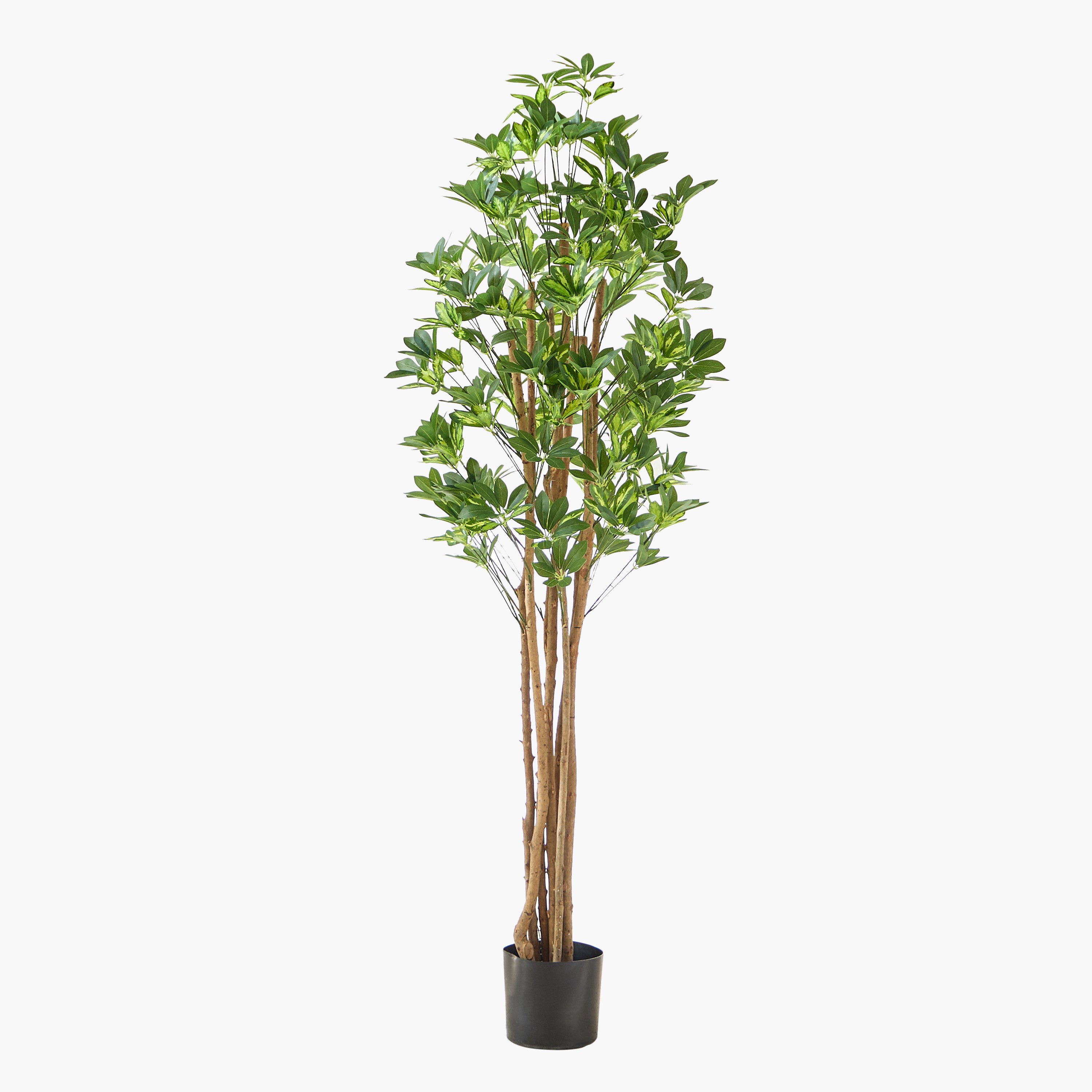 شجرة شيفليرا صناعية من تيودورا - 180 سم-hbxdecorandfurnishings-homeaccessories-artificialflowersandplants-image-5