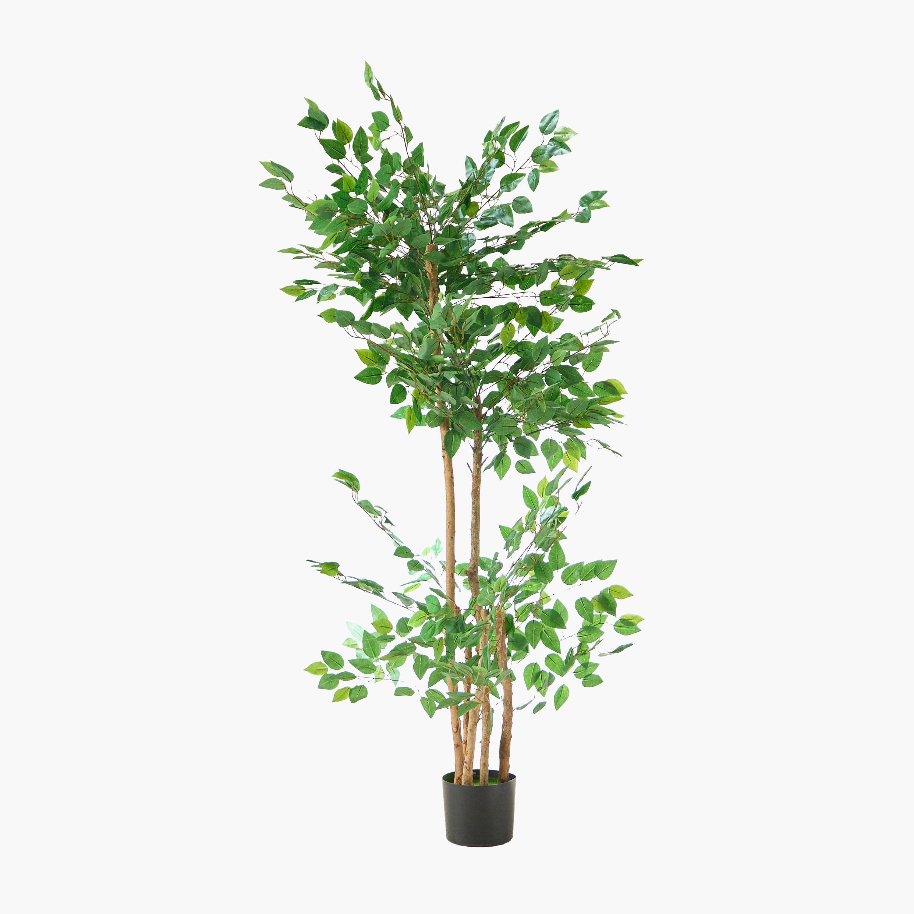 Teodora Artificial Double Trunk Ficus Tree - 170 cm-hbxdecorandfurnishings-homeaccessories-artificialflowersandplants-image-5