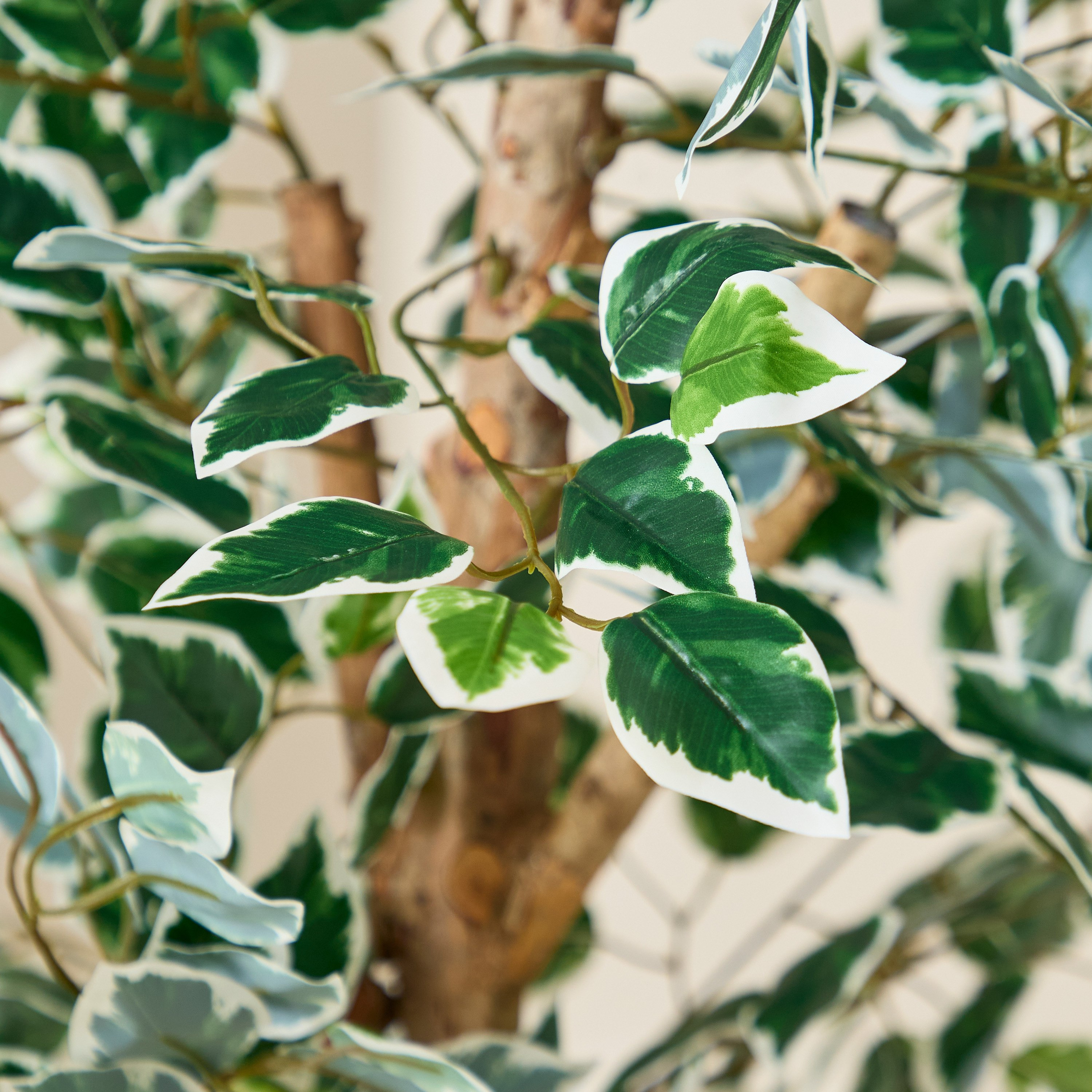 Teodora Artificial Ficus Tree - 180 cm-hbxdecorandfurnishings-homeaccessories-artificialflowersandplants-image-3