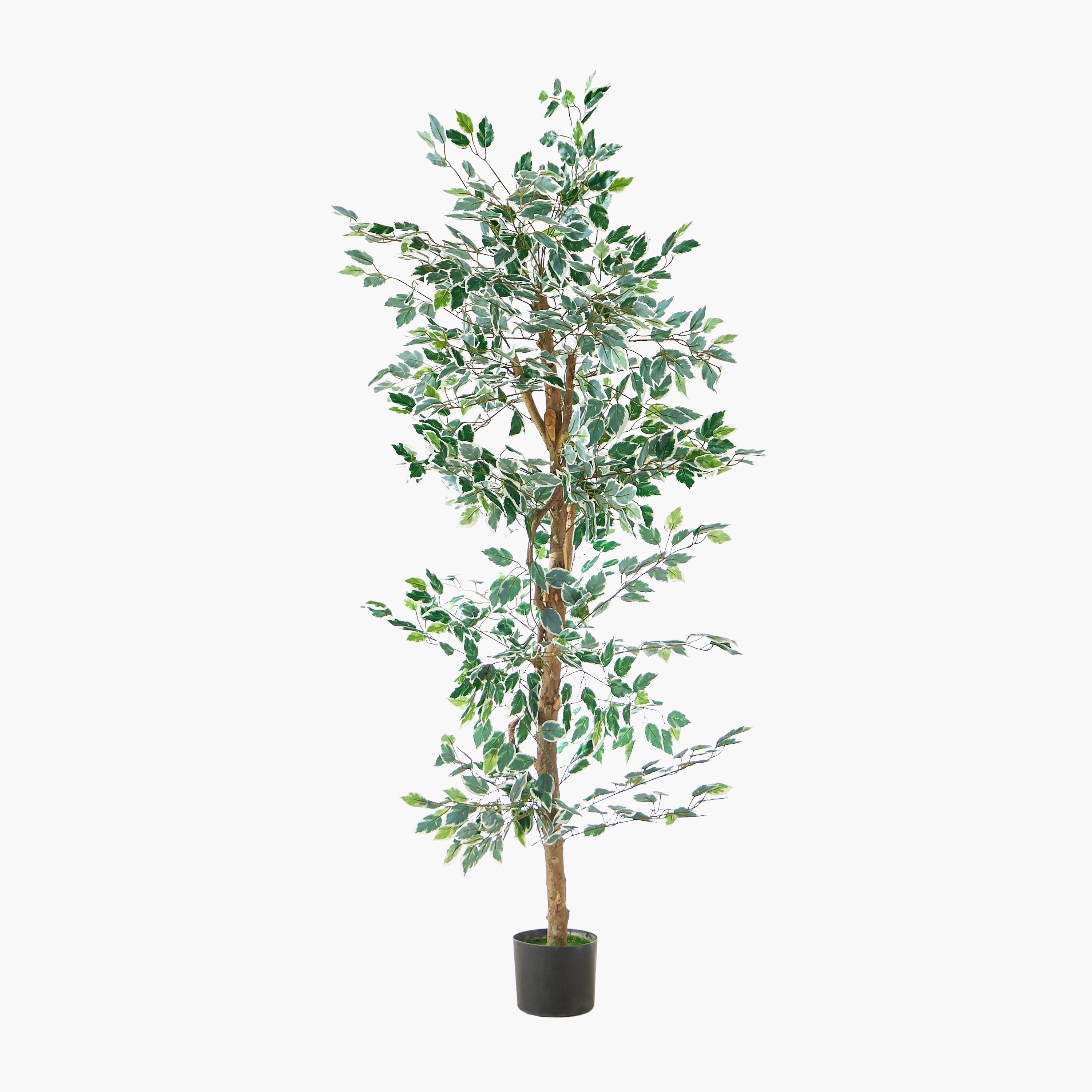 Teodora Artificial Ficus Tree - 180 cm-hbxdecorandfurnishings-homeaccessories-artificialflowersandplants-image-5