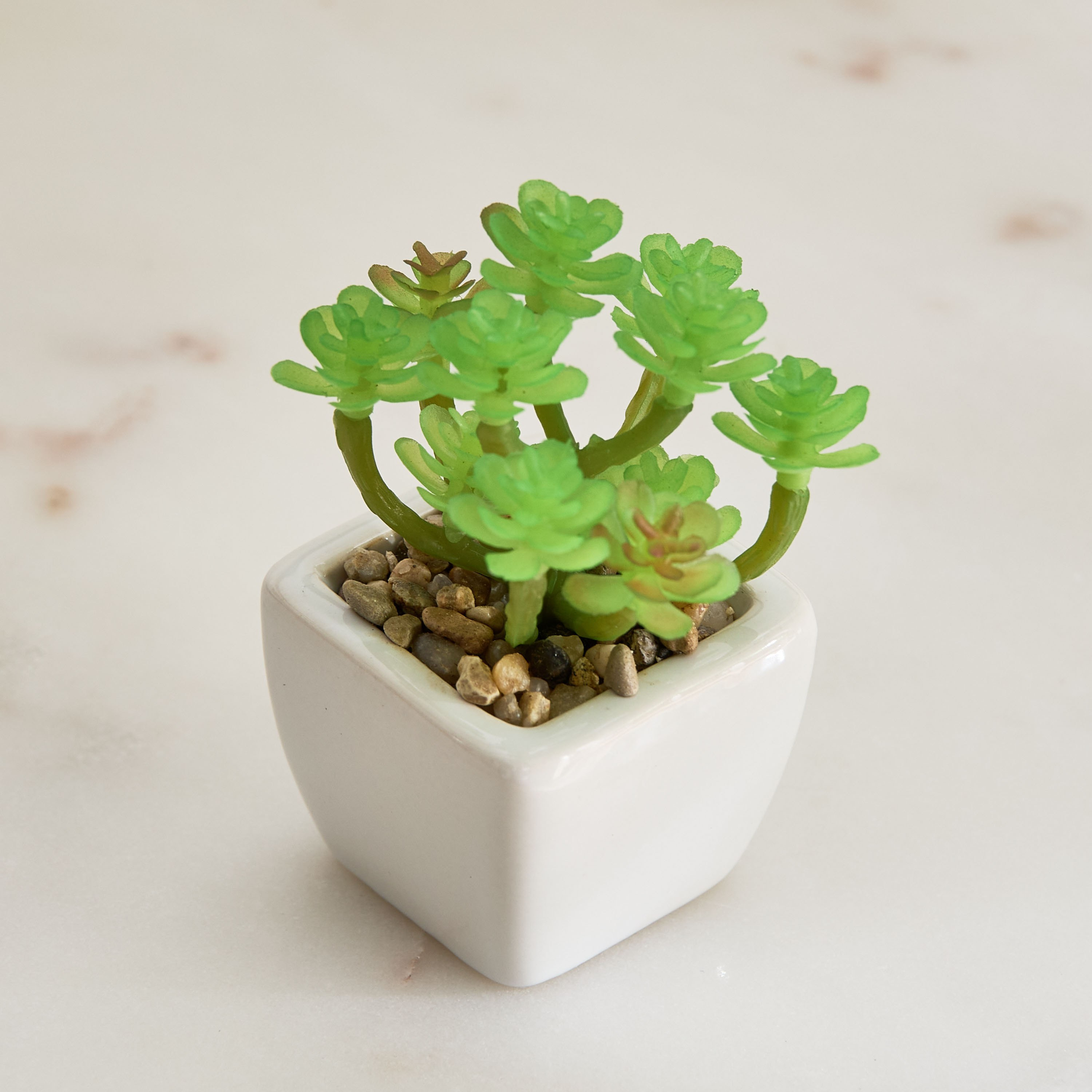 Tant Ceramic Potted Succulent - 7x7x8.5 cm-PROMO_HB_AE_B1G1_250925-image-2