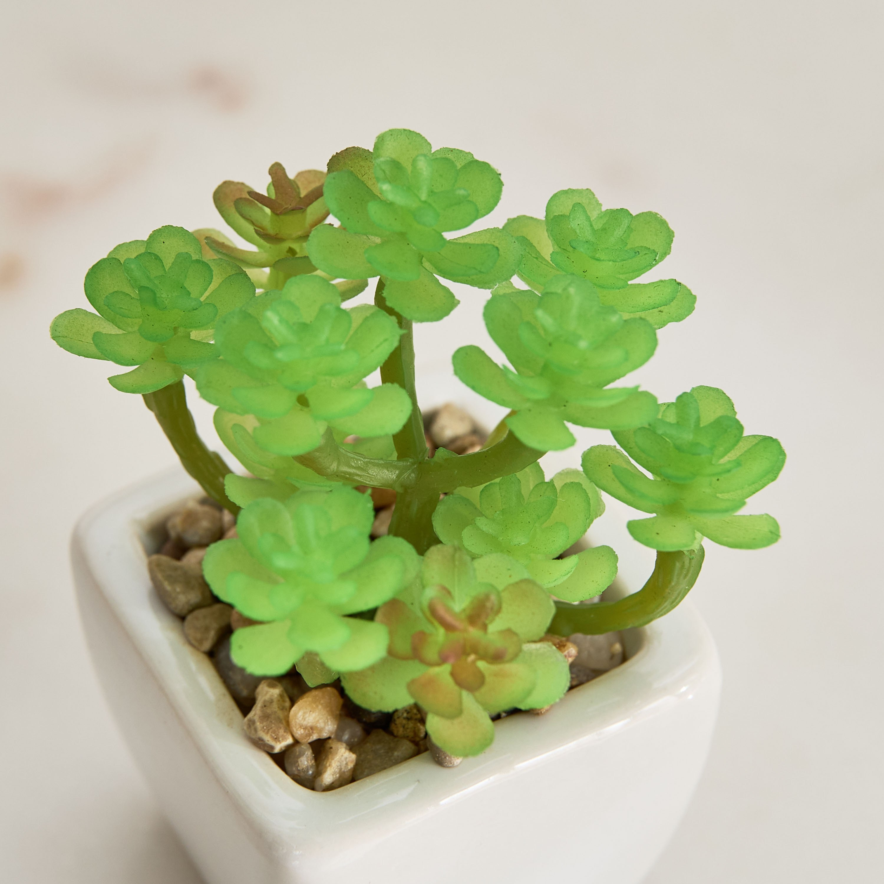 Tant Ceramic Potted Succulent - 7x7x8.5 cm-PROMO_HB_AE_B1G1_250925-image-3