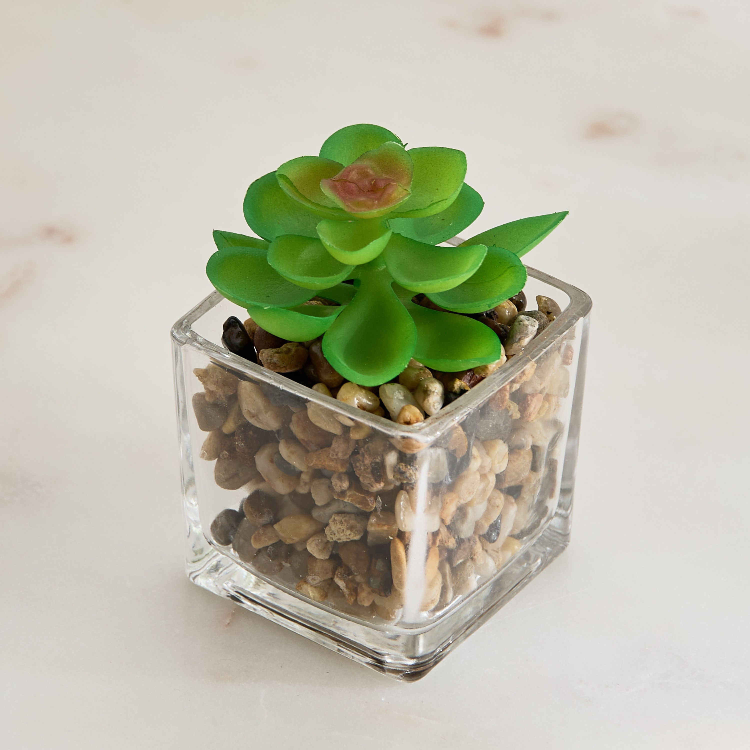 Tant Glass Potted Succulent - 8x8x9 cm-hbxdecorandfurnishings-homeaccessories-plantersandurns-image-2