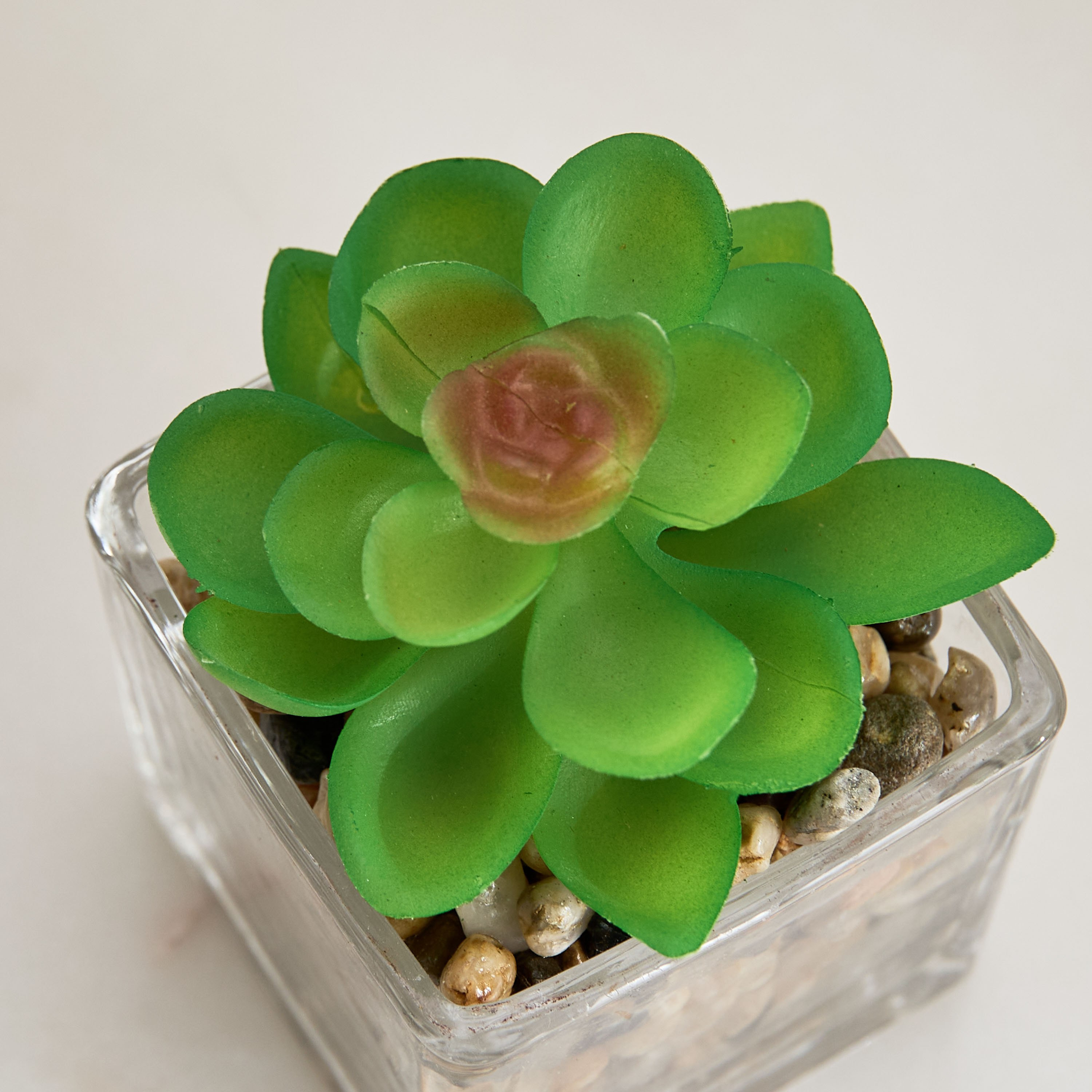 Tant Glass Potted Succulent - 8x8x9 cm-hbxdecorandfurnishings-homeaccessories-plantersandurns-image-3