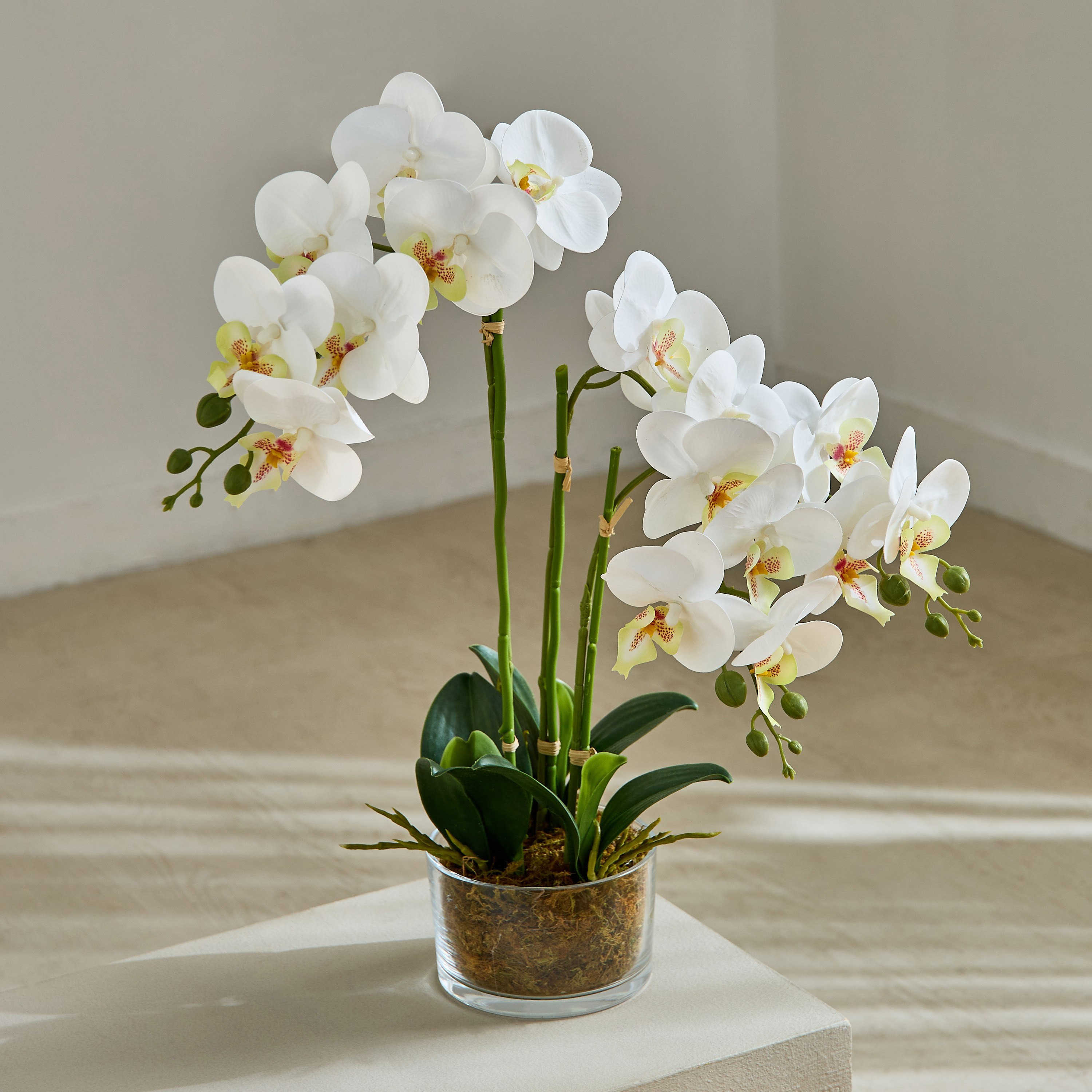 Areos Orchid Flower Arrangement with Glass Pot - 48x32x58 cm-PROMO_HB_AE_B1G1_250925-image-1