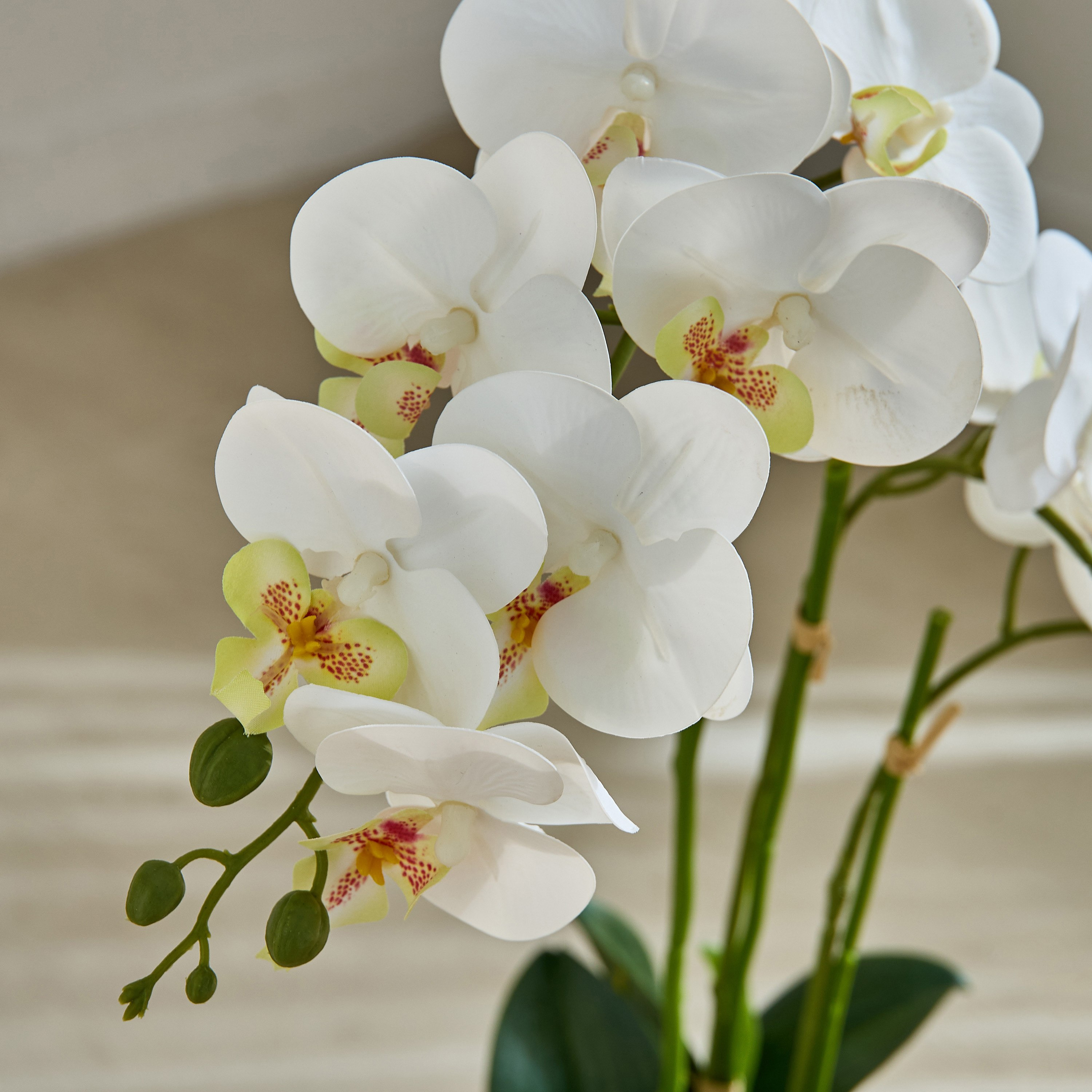 Areos Orchid Flower Arrangement with Glass Pot - 48x32x58 cm-PROMO_HB_AE_B1G1_250925-image-2