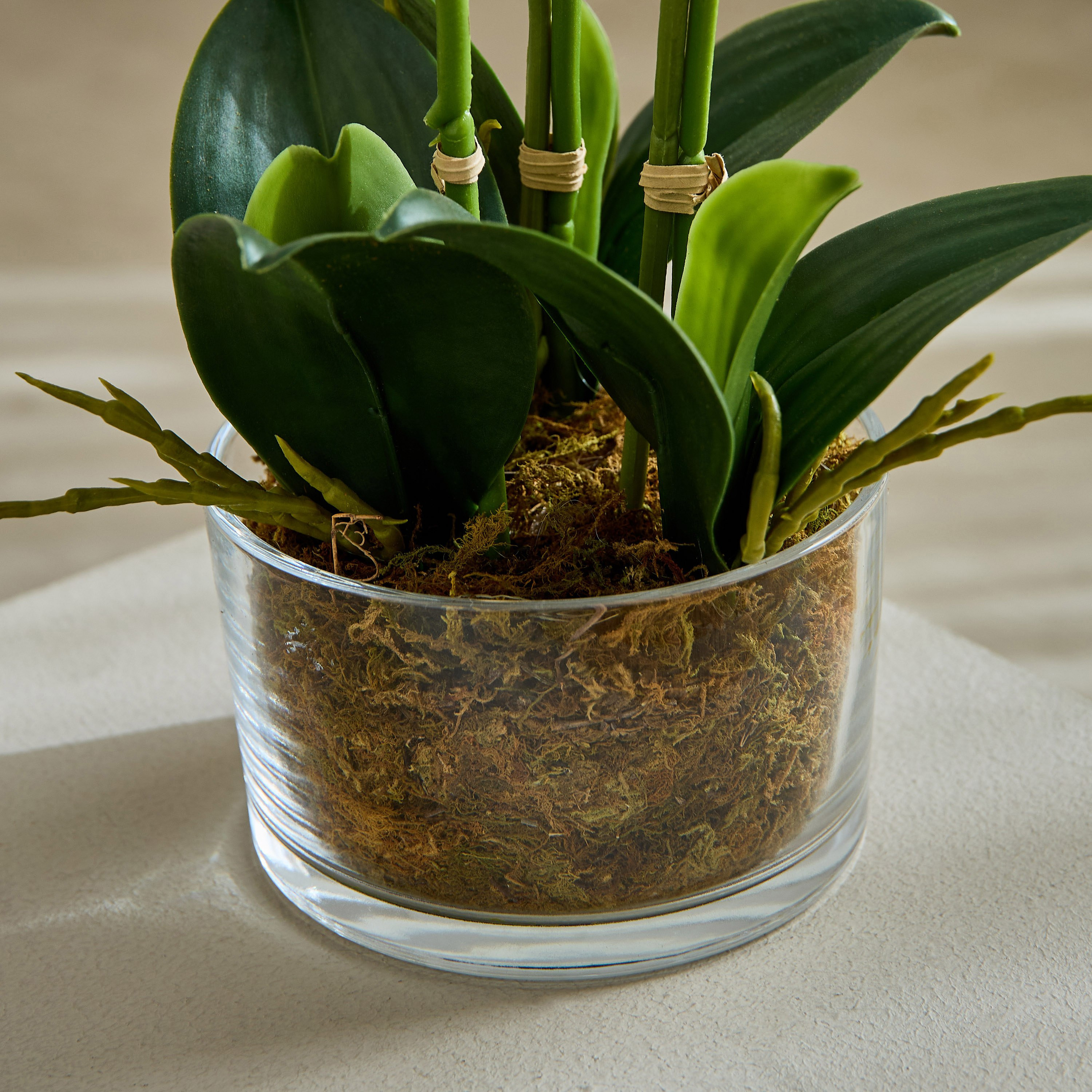 Areos Orchid Flower Arrangement with Glass Pot - 48x32x58 cm-PROMO_HB_AE_B1G1_250925-image-3