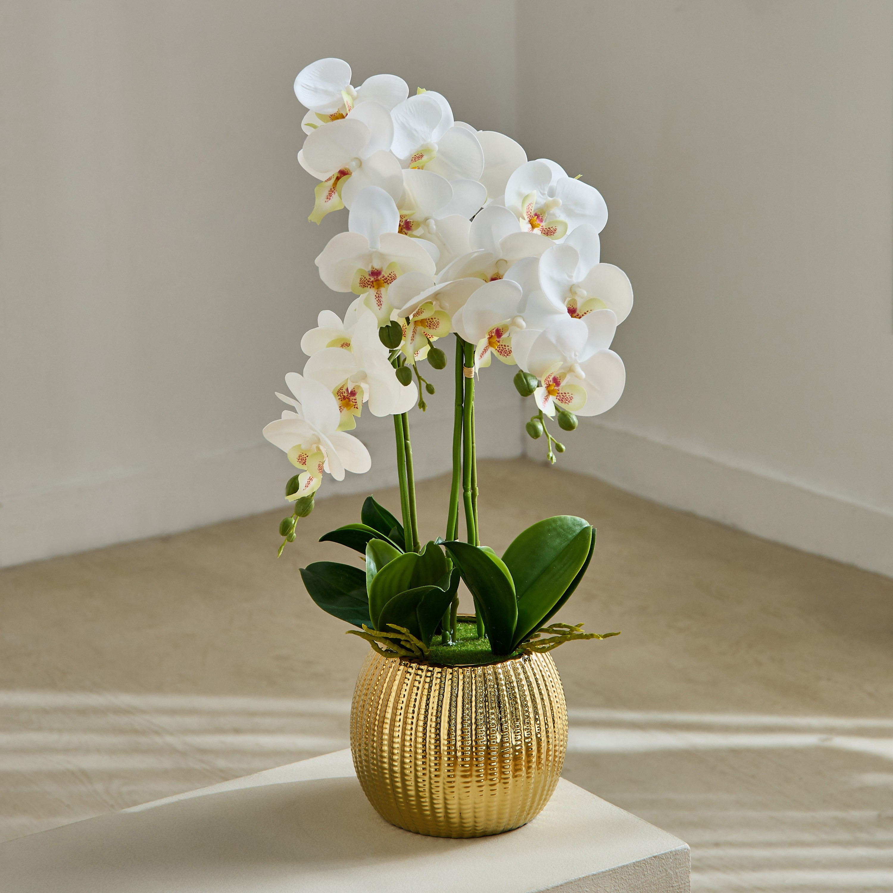 Areos Orchid Flower Arrangement with Ribbed Ceramic Pot - 58x40x62 cm-PROMO_HB_BAH_THRESHOLD_Homeware_100426-image-1