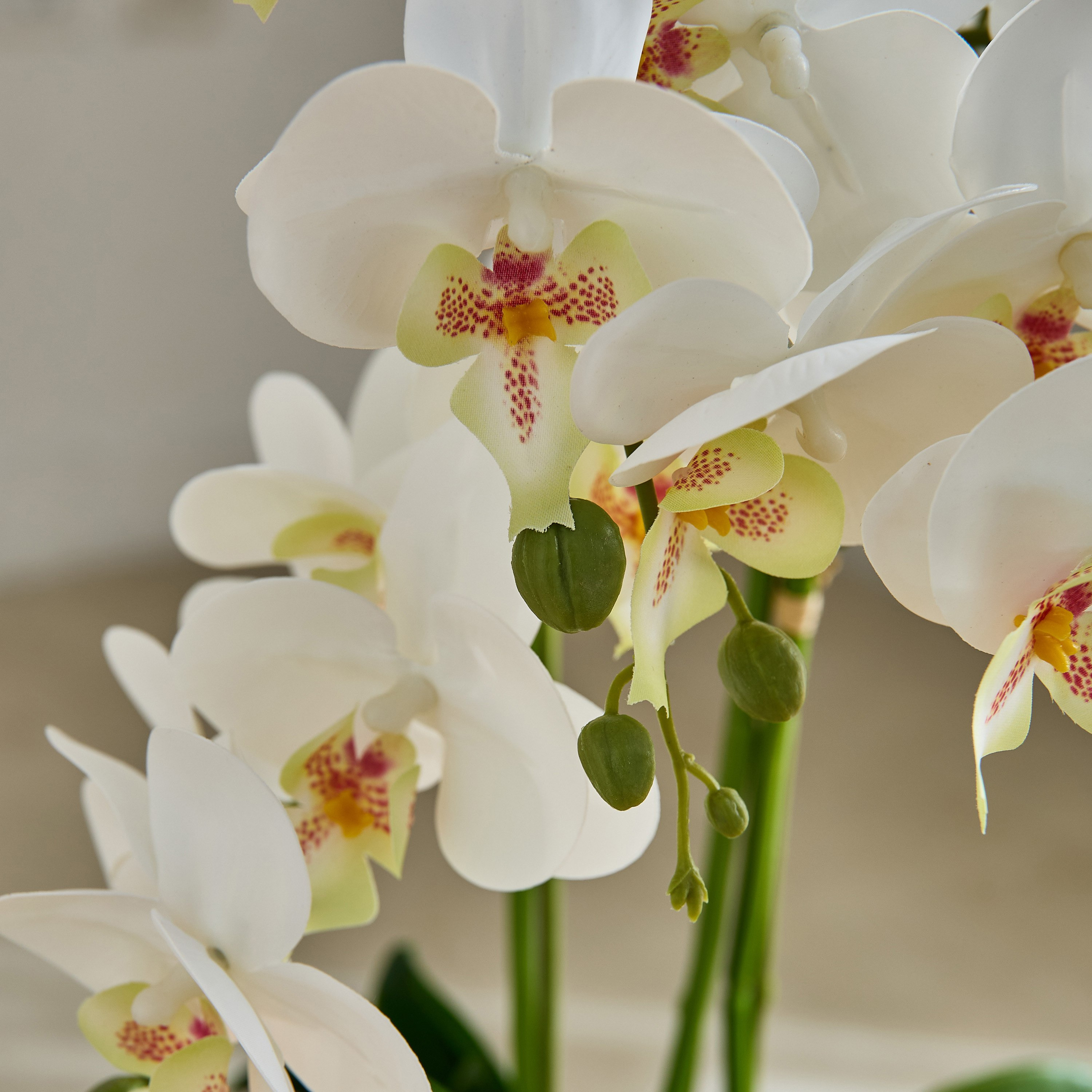 Areos Orchid Flower Arrangement with Ribbed Ceramic Pot - 58x40x62 cm-PROMO_HB_BAH_THRESHOLD_Homeware_100426-image-2