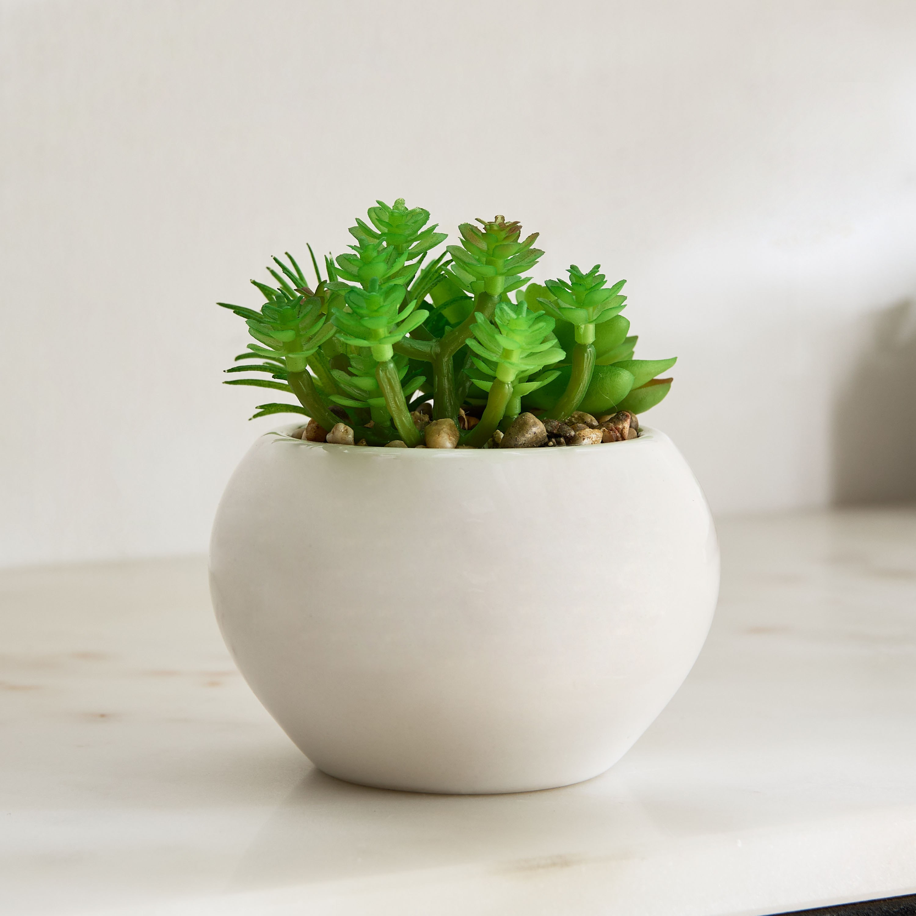 Tant Succulent Family with Round Ceramic Pot - 12 cm-PROMO_HB_BH_B1G1_250925-image-1