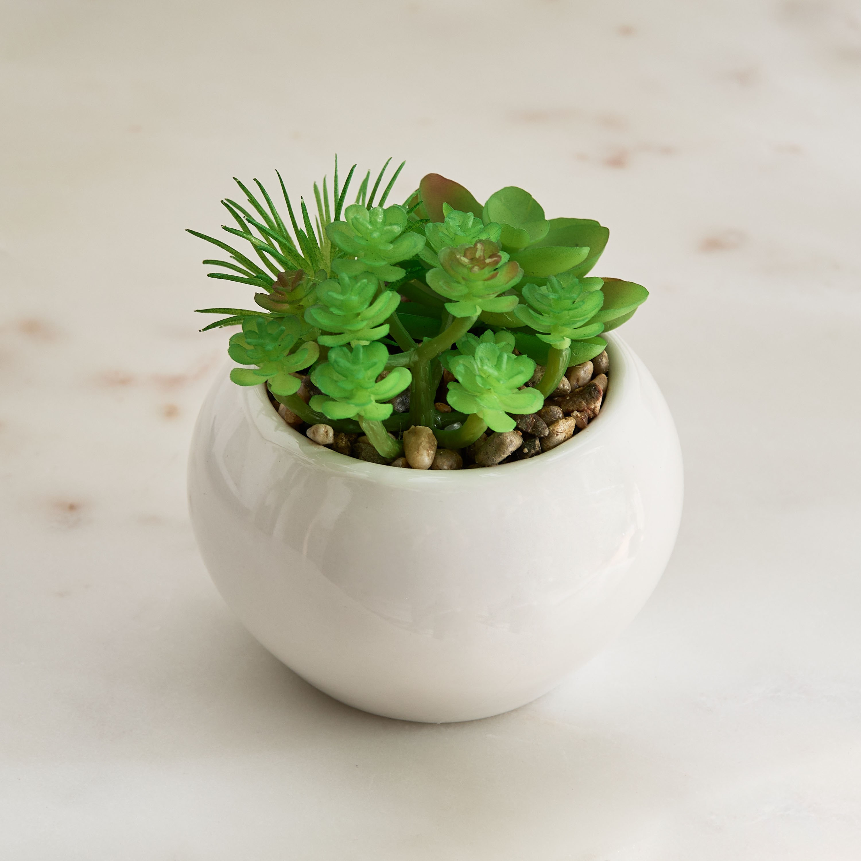 Tant Succulent Family with Round Ceramic Pot - 12 cm-PROMO_HB_BH_B1G1_250925-image-2