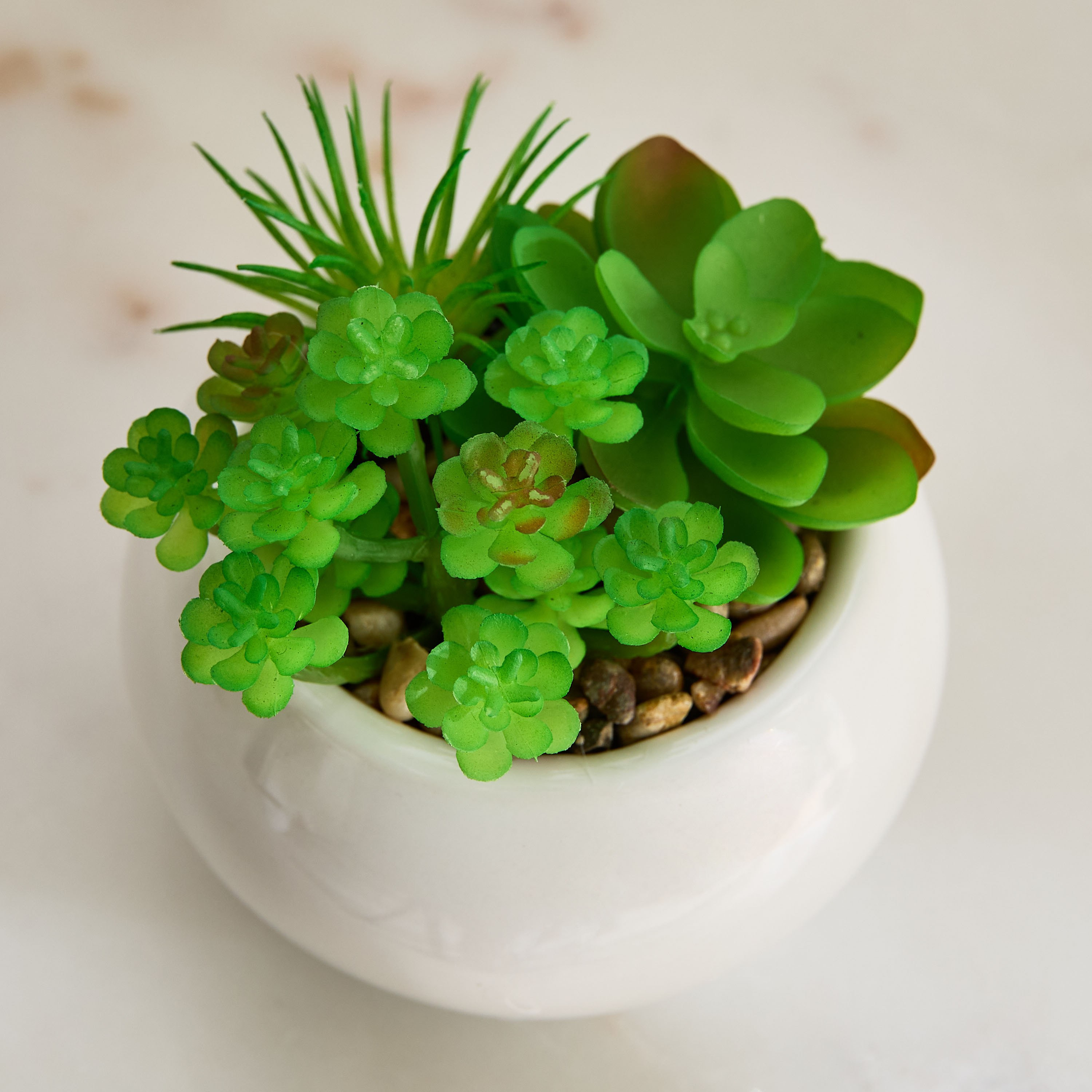 Tant Succulent Family with Round Ceramic Pot - 12 cm-PROMO_HB_BH_B1G1_250925-image-3