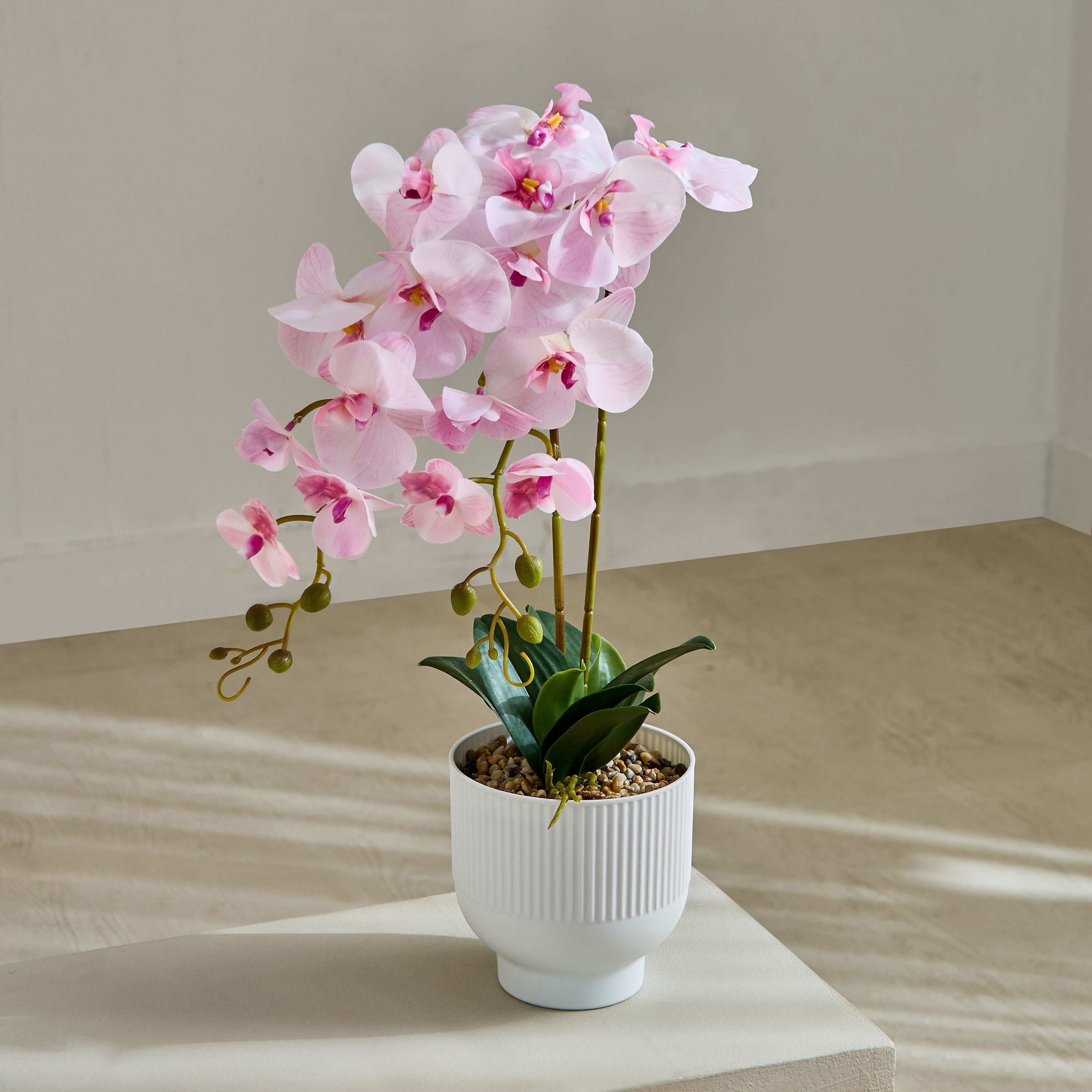 Areos Orchid Flower Arrangement with Ribbed Ceramic Pot - 58 cm-PROMO_HB_BH_B1G1_250925-image-1