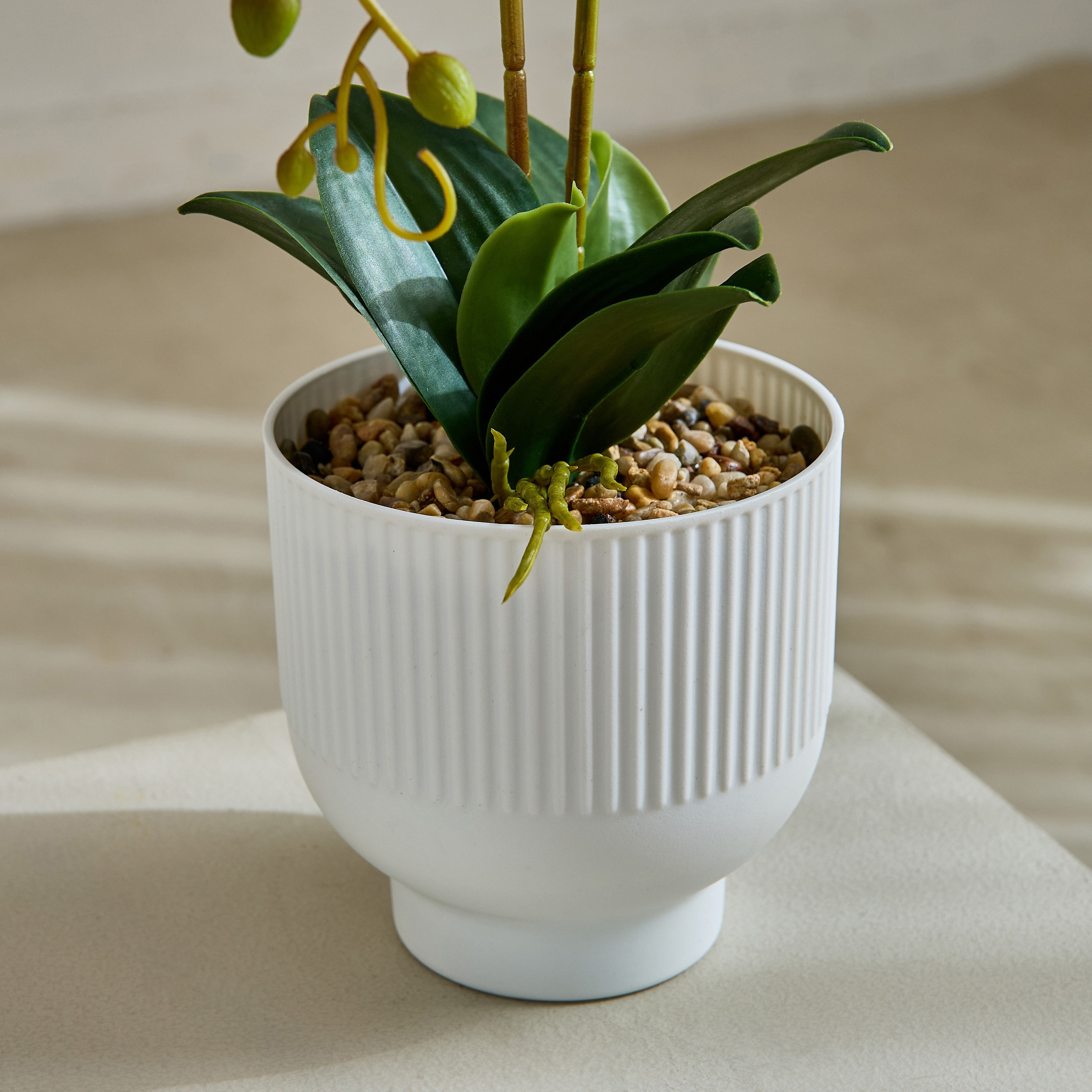 Areos Orchid Flower Arrangement with Ribbed Ceramic Pot - 58 cm-PROMO_HB_BH_B1G1_250925-image-3