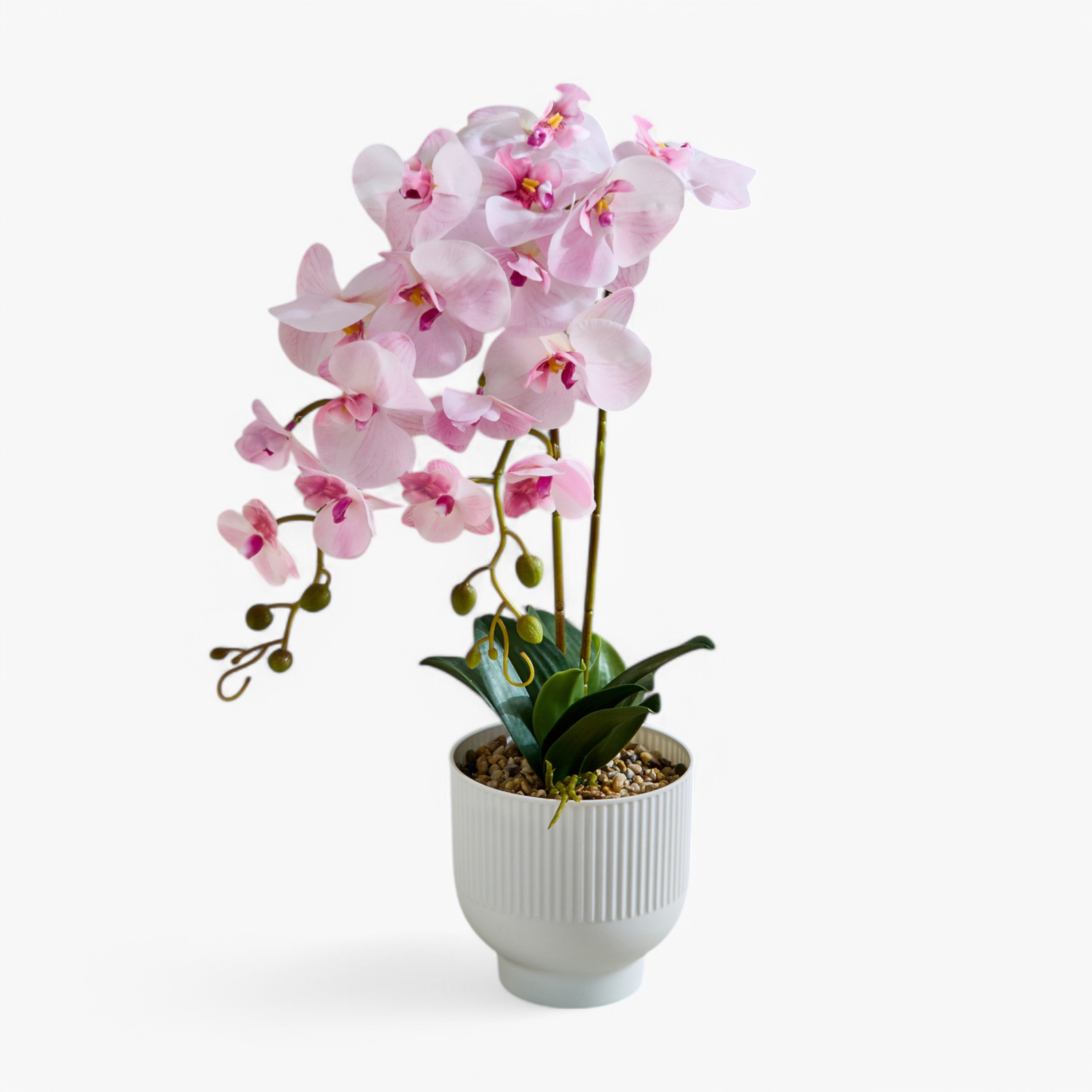 Areos Orchid Flower Arrangement with Ribbed Ceramic Pot - 58 cm-PROMO_HB_BH_B1G1_250925-image-5