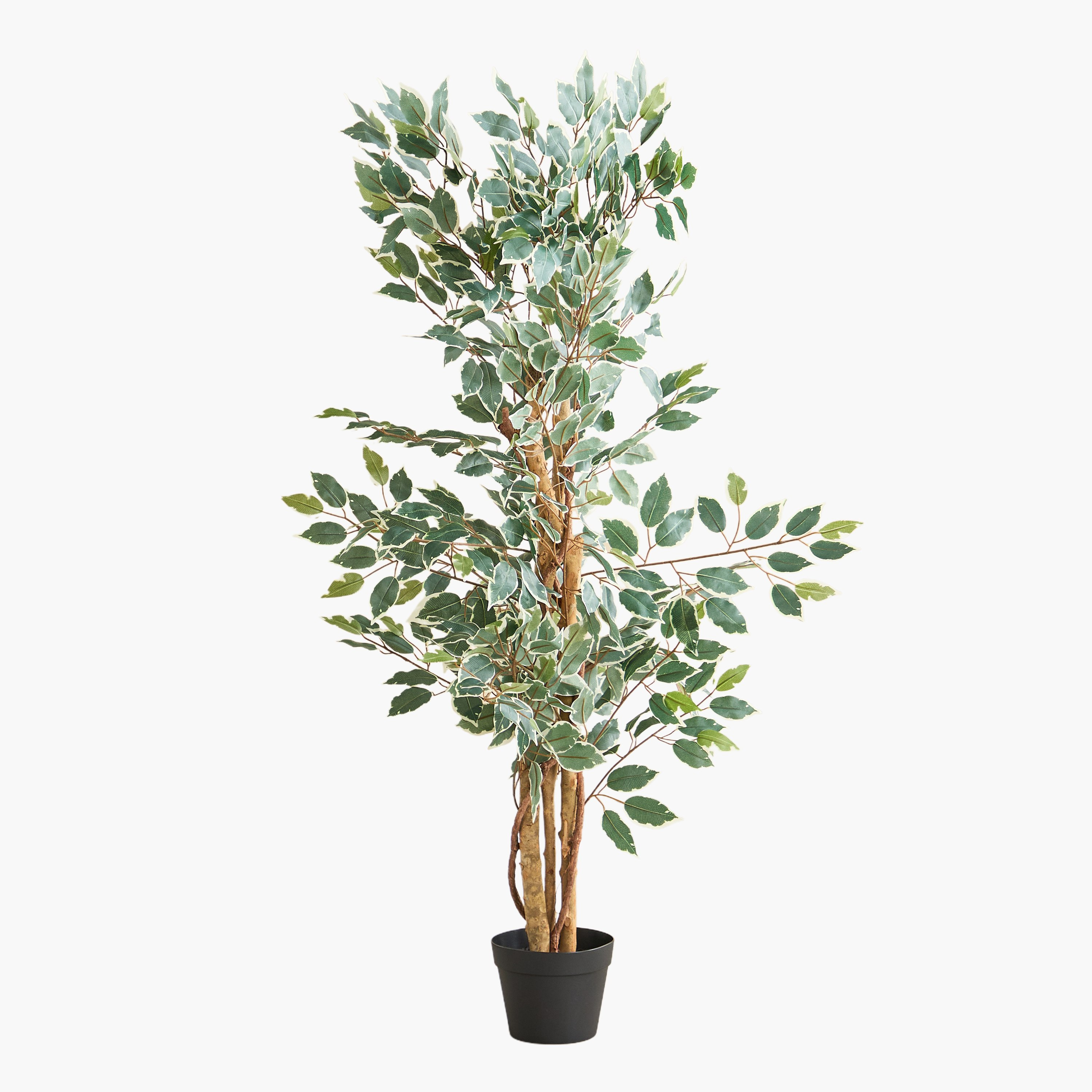 شجرة فيكس صناعية بـ152 ورقة من تيدورا سيلفان - 65×55×127 سم-hbxdecorandfurnishings-homeaccessories-artificialflowersandplants-image-6