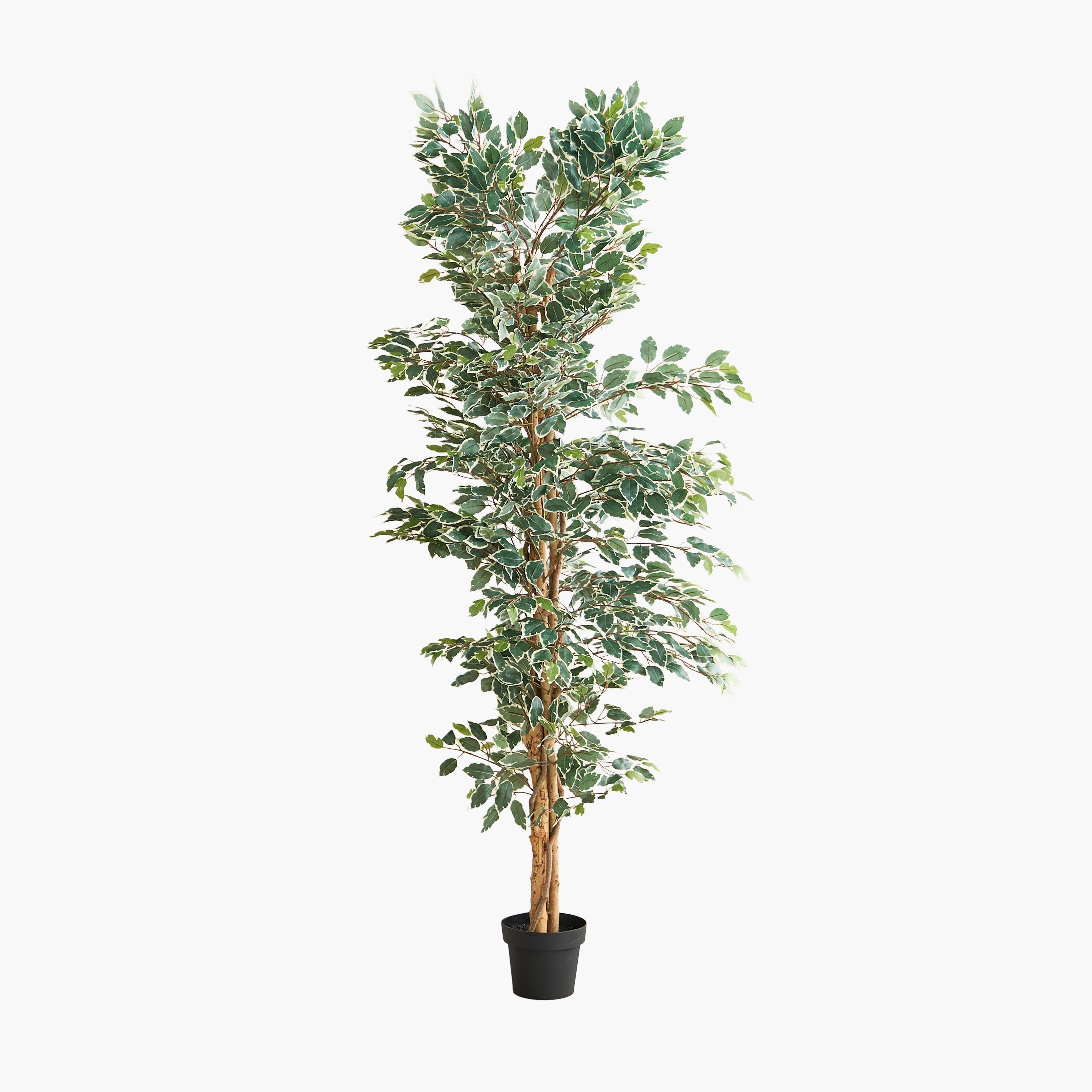 شجرة فيكس صناعية من تيدورا سيلفان - 80×80×200 سم-hbxdecorandfurnishings-homeaccessories-artificialflowersandplants-image-6