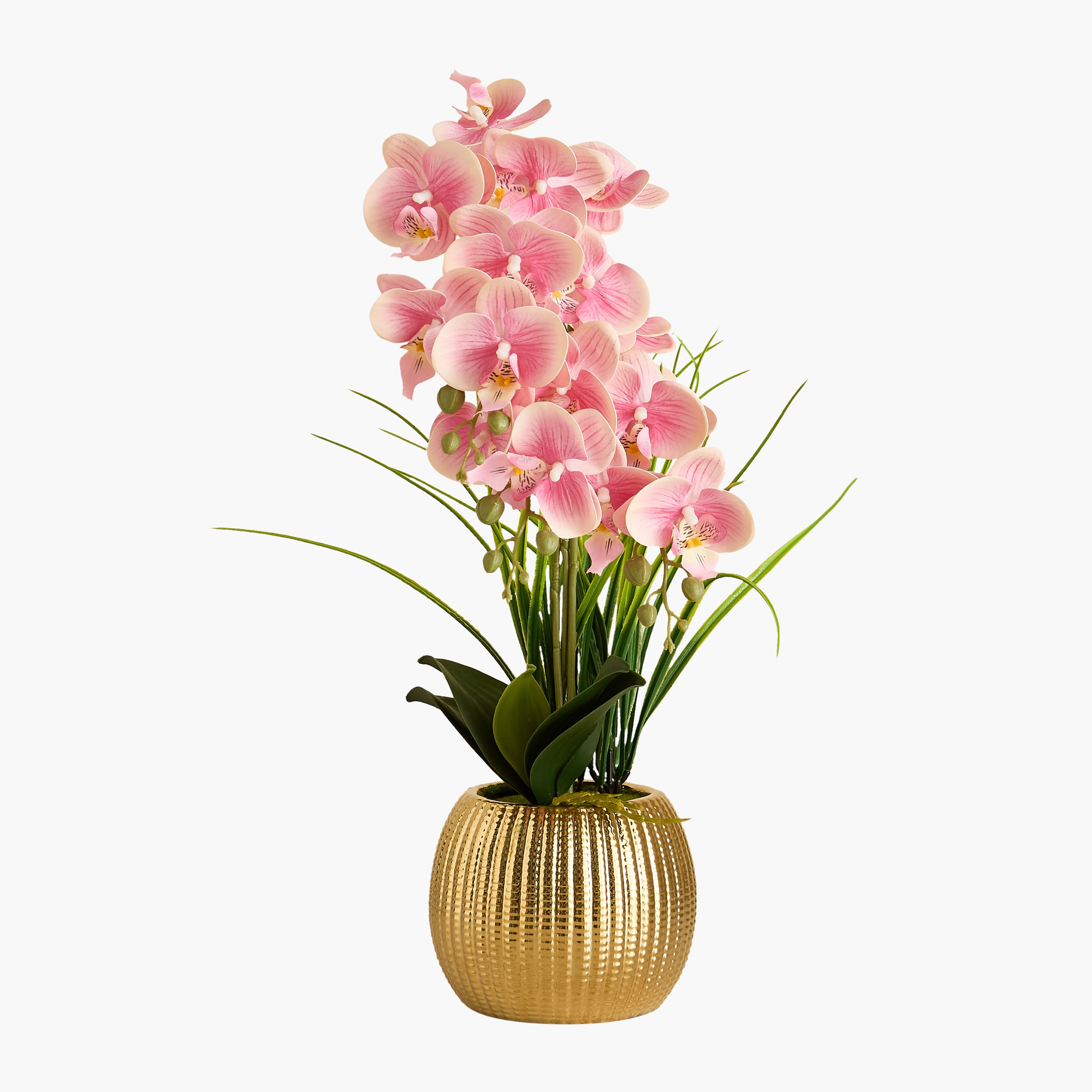 Areos Orchid Flower Arrangement with Ribbed Ceramic Pot - 56 cm-PROMO_HB_BAH_THRESHOLD_Homeware_100426-image-8